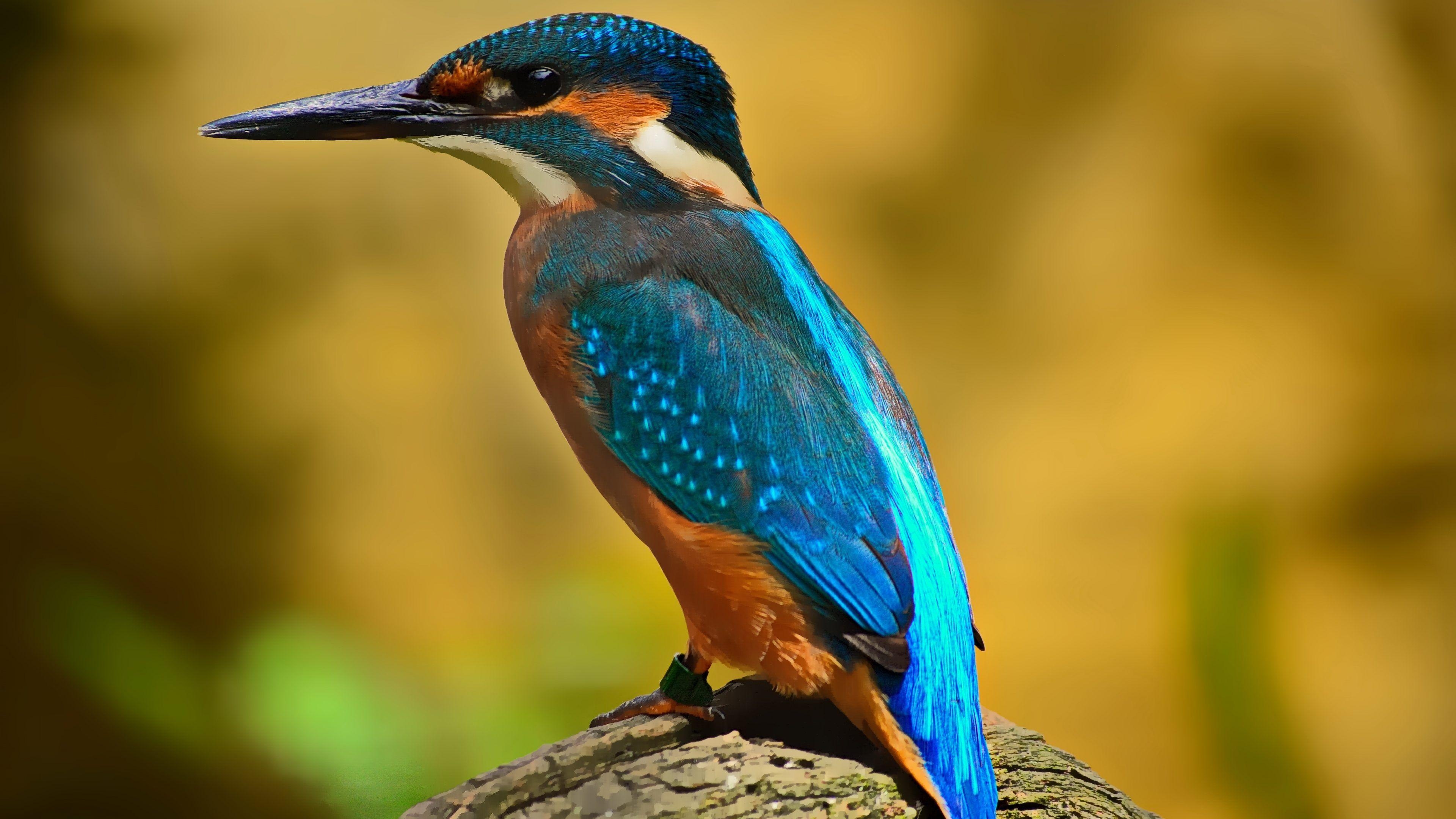 Eisvogel, 4K, Hintergrund, Vogelwelt, Natur, 3840x2160 4K Desktop