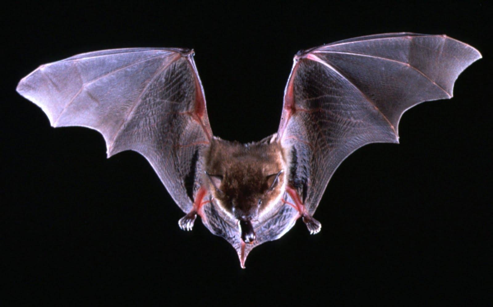 Fledermaus, Tier, Hintergrund, Bild, Natur, 1600x1000 HD Desktop