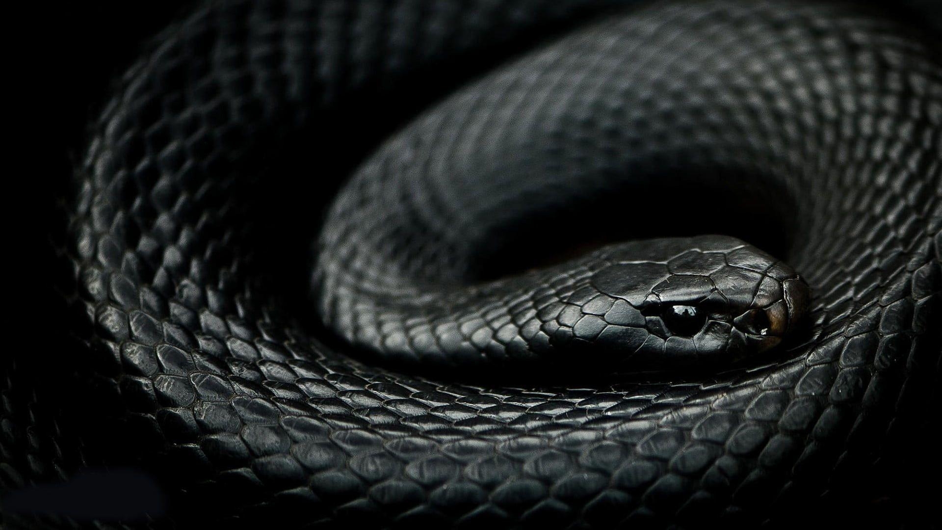 Schwarze Mamba, Schlange, Reptilien, Tier, HD, 1920x1080 Full HD Desktop