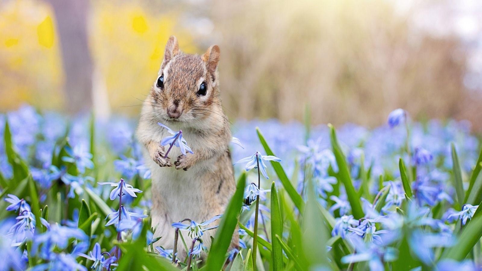 Chipmunk, Niedlich, Tierwelt, HD, Bild, 1600x900 HD Desktop