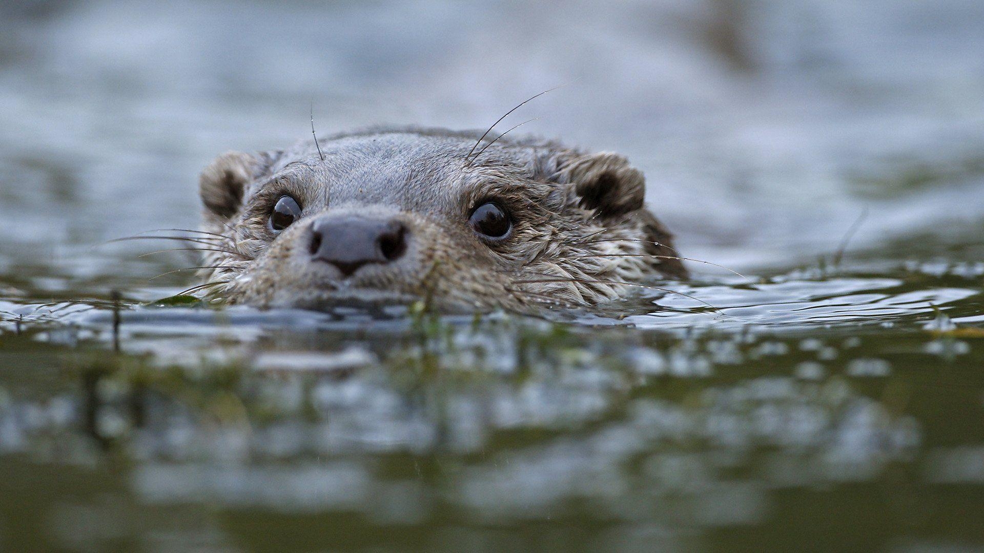 Otter, HD, Ozean, Tier, Natur, 1920x1080 Full HD Desktop