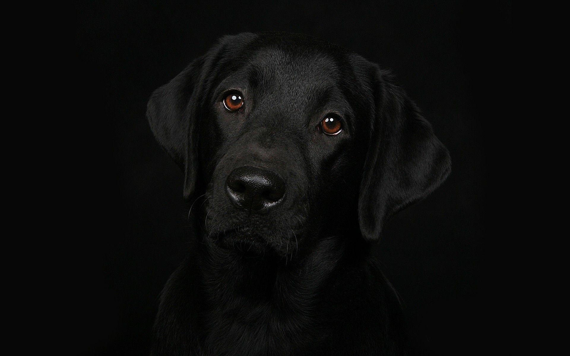 Schwarzer, Labrador, Hund, Hintergrund, Bild, 1920x1200 HD Desktop