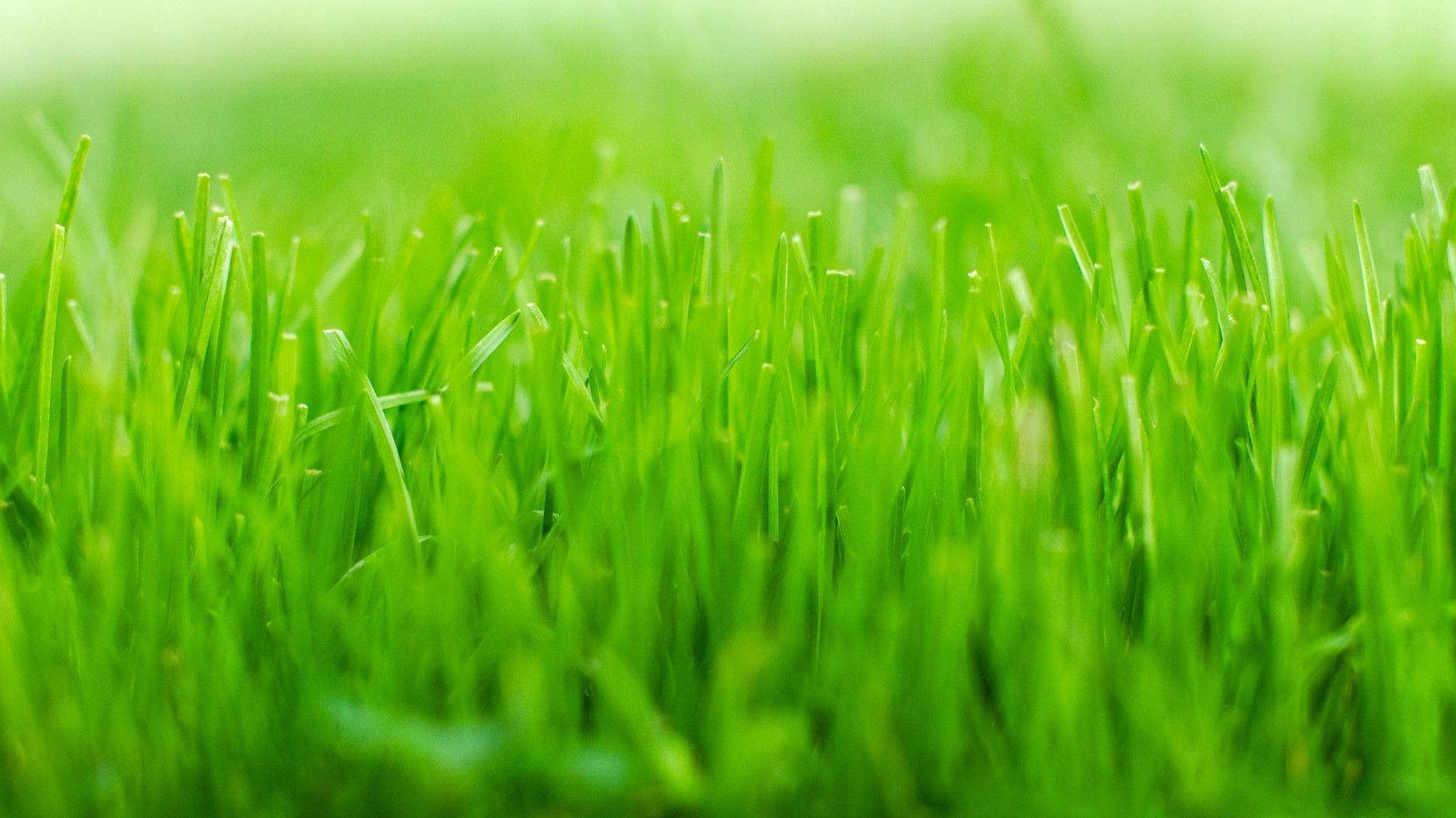 HD, Gras, Hintergrund, Grün, Natur, 1920x1080 Full HD Desktop