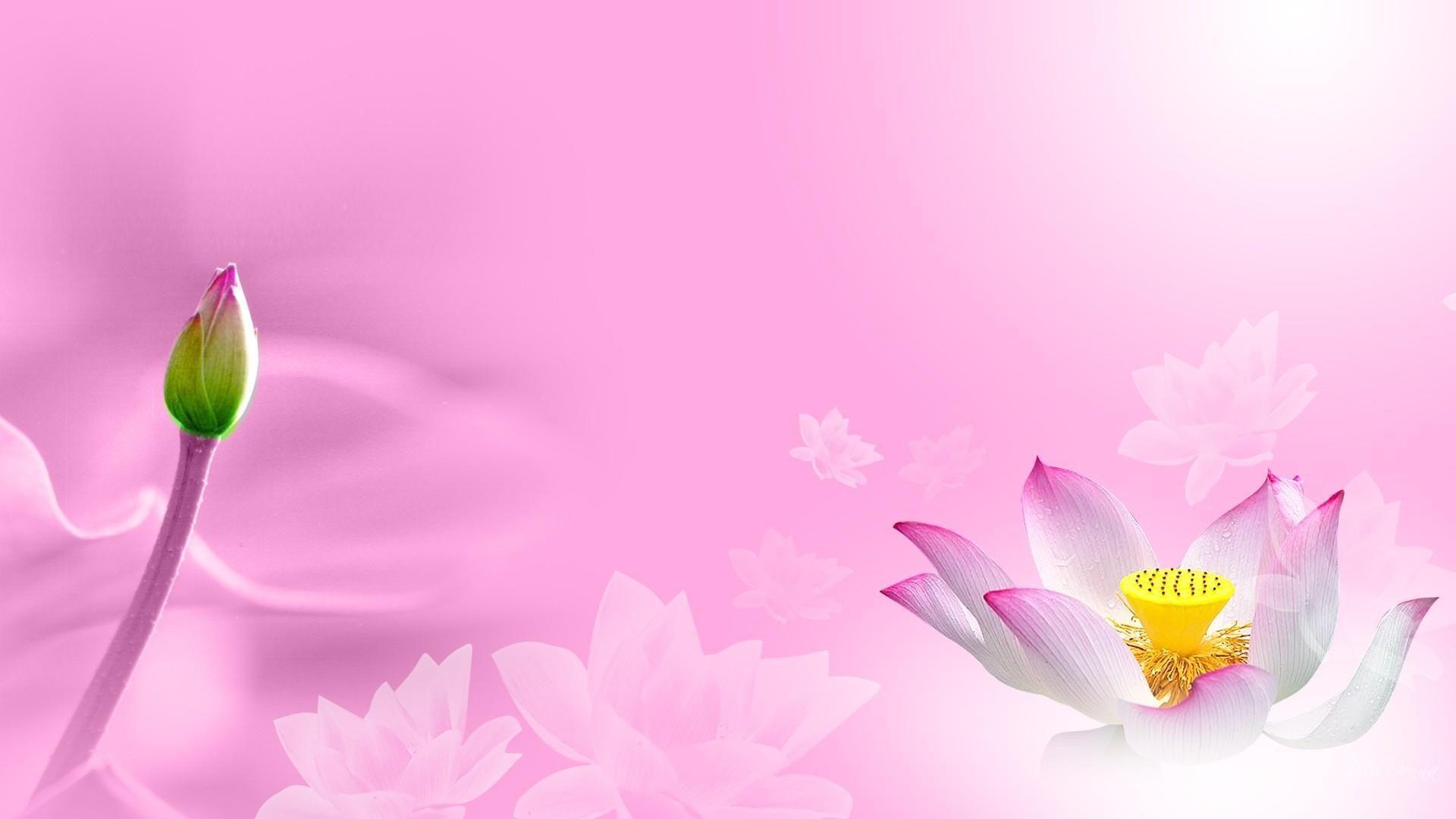 Blumen, Lilien, Natur, Hintergrund, Tapete, 1920x1080 Full HD Desktop