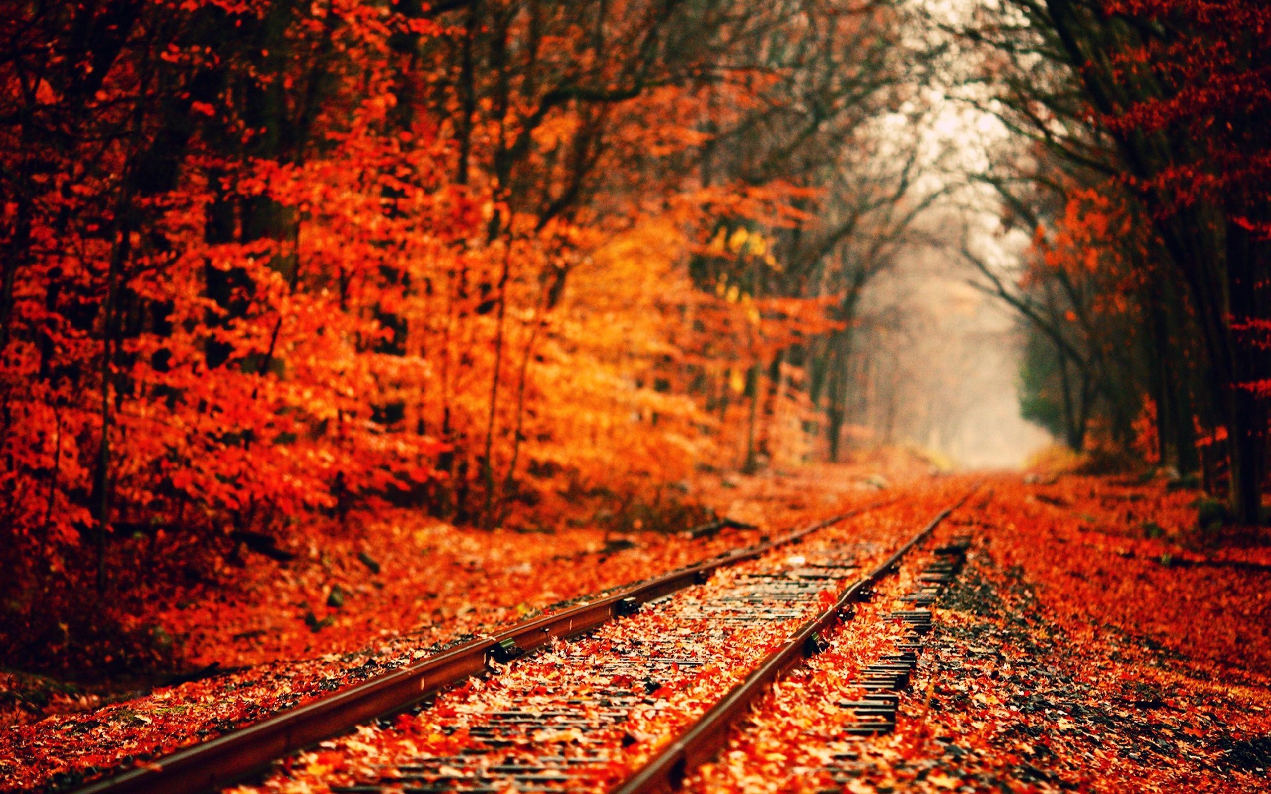 Herbst, Landschaft, Natur, Farben, Wald, 2560x1600 HD Desktop