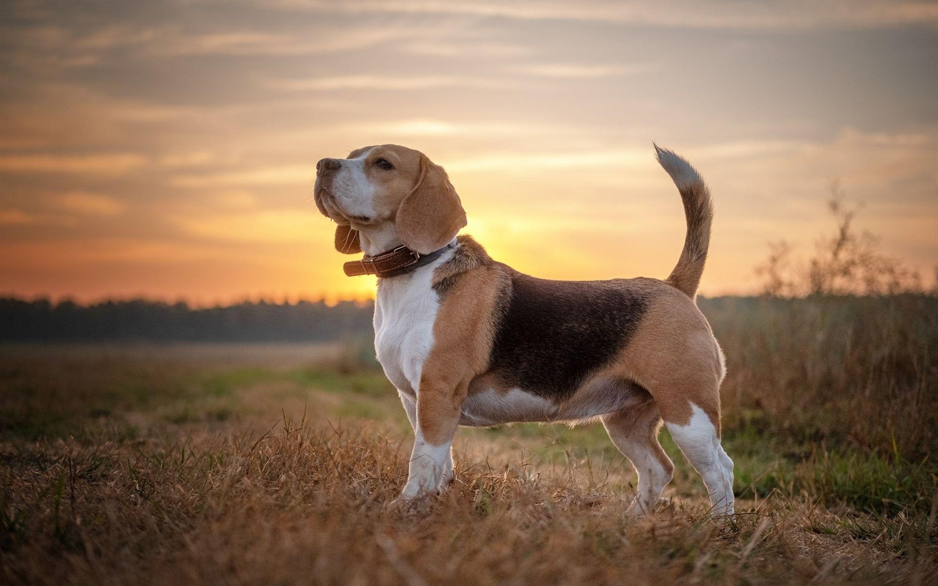 Beagle, Hund, Sonne, Bild, HD, 1920x1200 HD Desktop