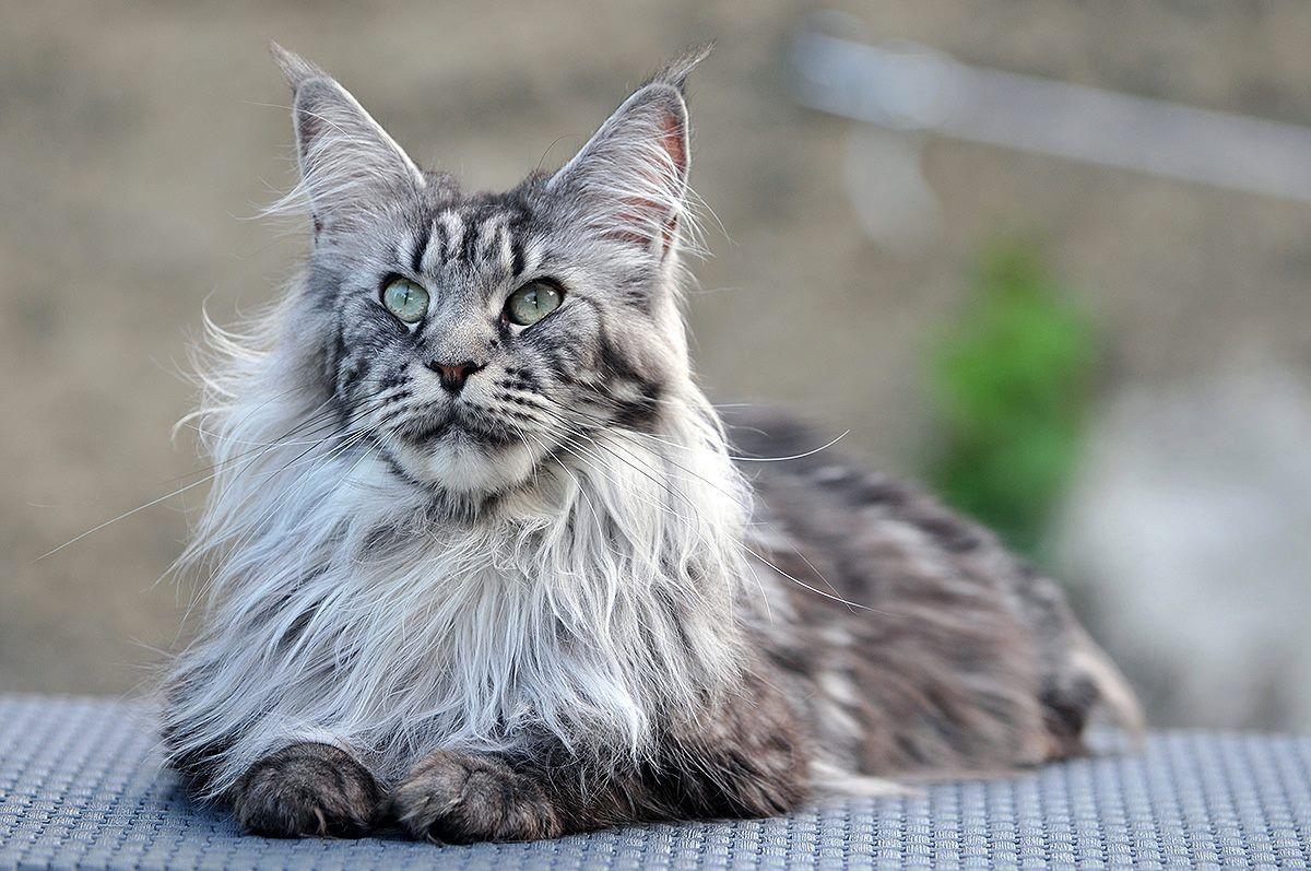 Maine Coon, HD, Katze, Bild, Tier, 1200x800 HD Desktop