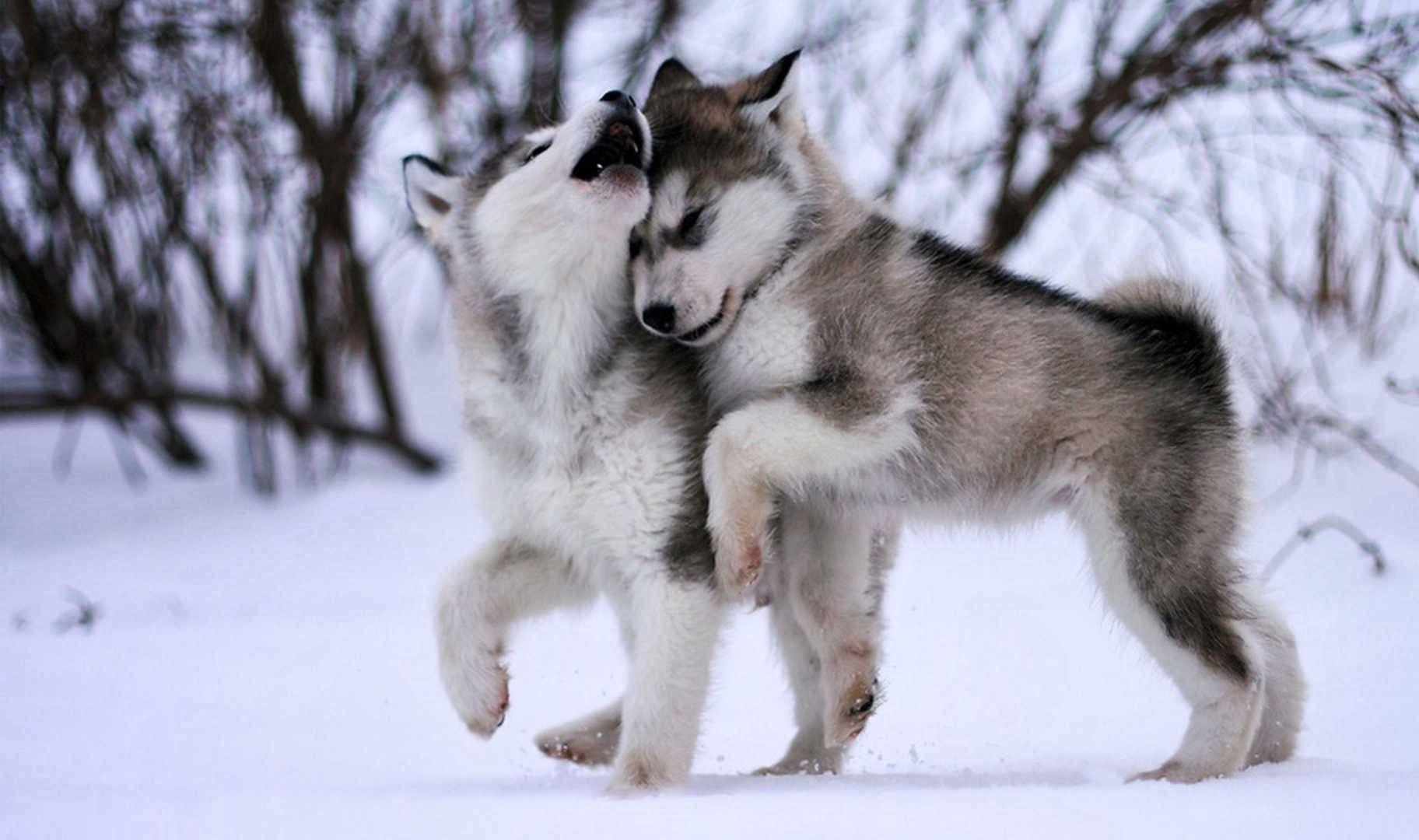 Alaskan Malamute, Vollbild, HD, Foto, Hunde, 1830x1080 HD Desktop