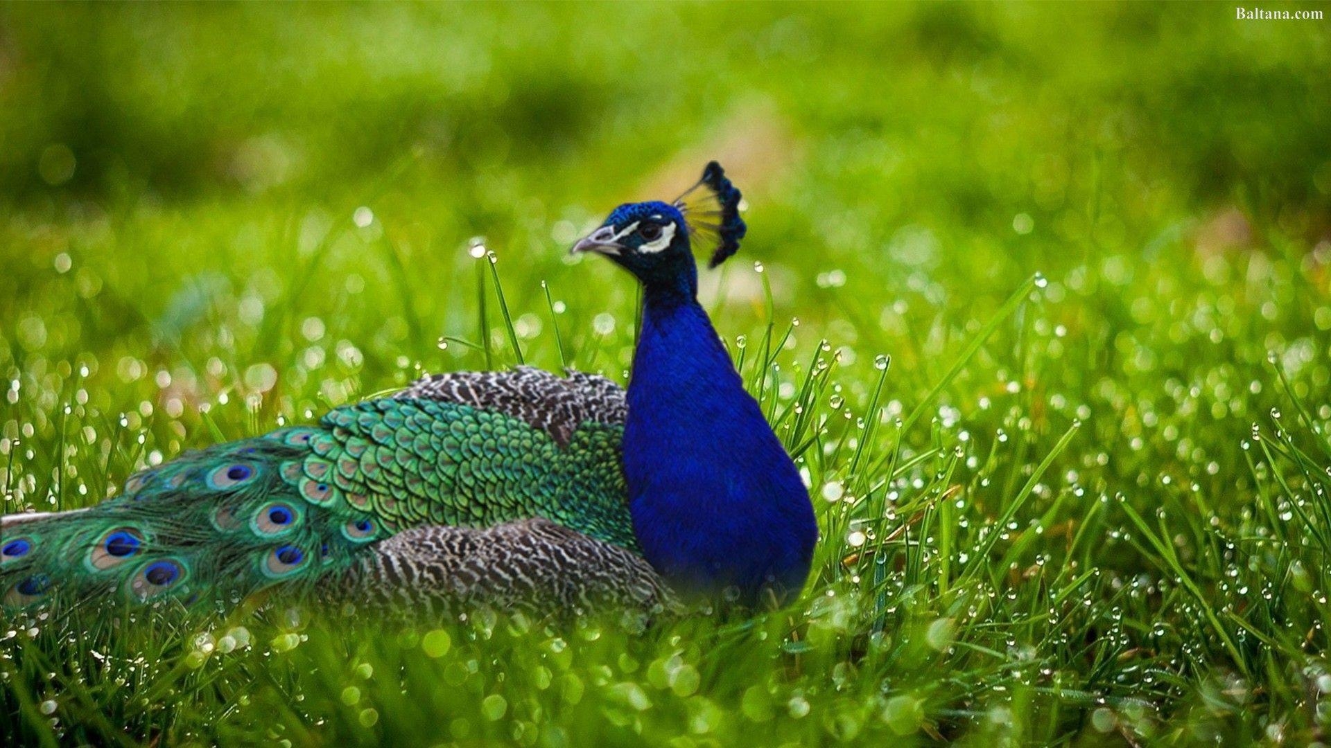 Pfau, Hintergrund, HD-Bild, 31682, Tiermotiv, 1920x1080 Full HD Desktop