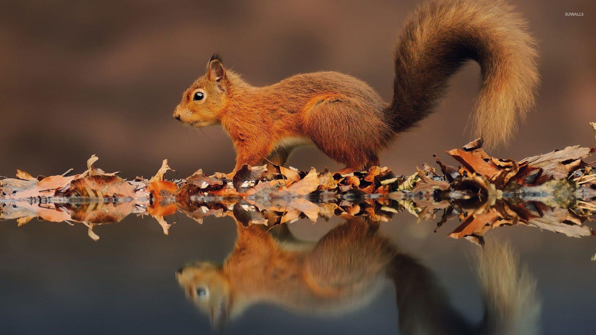 Eichhörnchen, Reflektiert, Wasser, Hintergrund, 1920x1080 Full HD Desktop