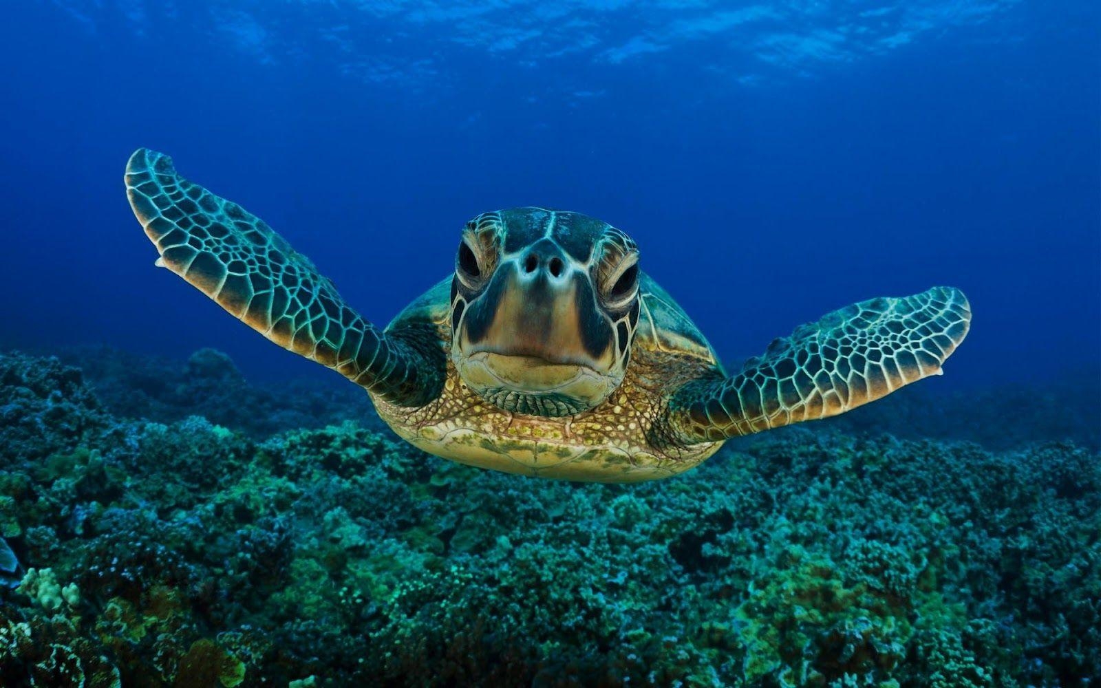 Schildkröte, Hintergrund, niedlich, Tier, Wasser, 1600x1000 HD Desktop