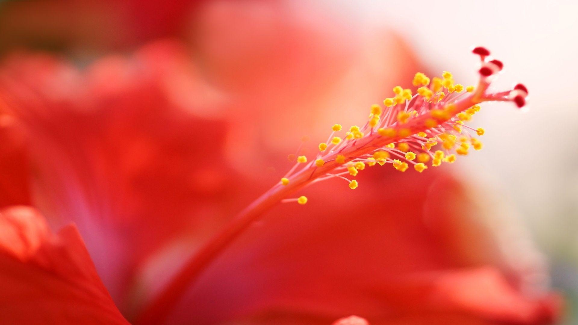 Nahaufnahme, Hibiskus, HD, Blume, Natur, 1920x1080 Full HD Desktop