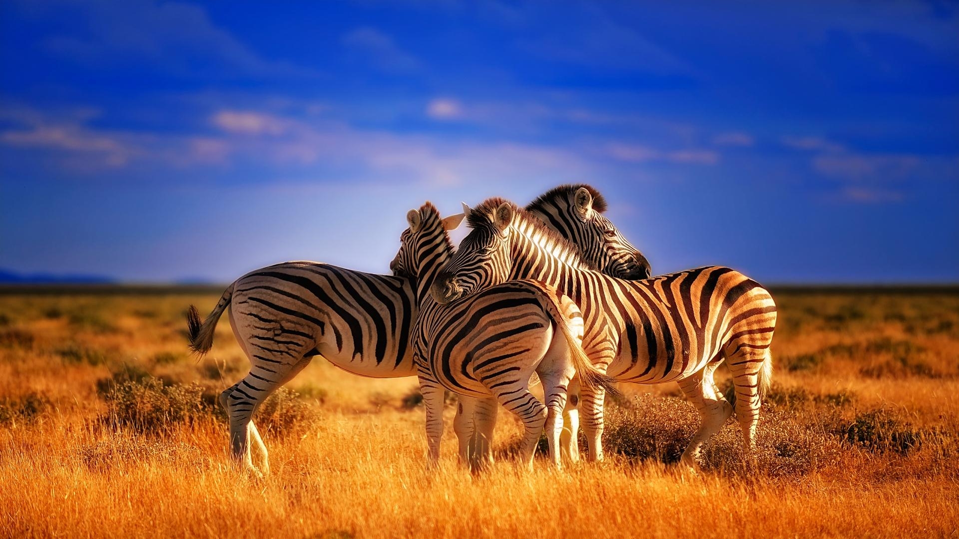 Zebra, Hintergrund, Kostenlos, Tiere, Natur, 1920x1080 Full HD Desktop