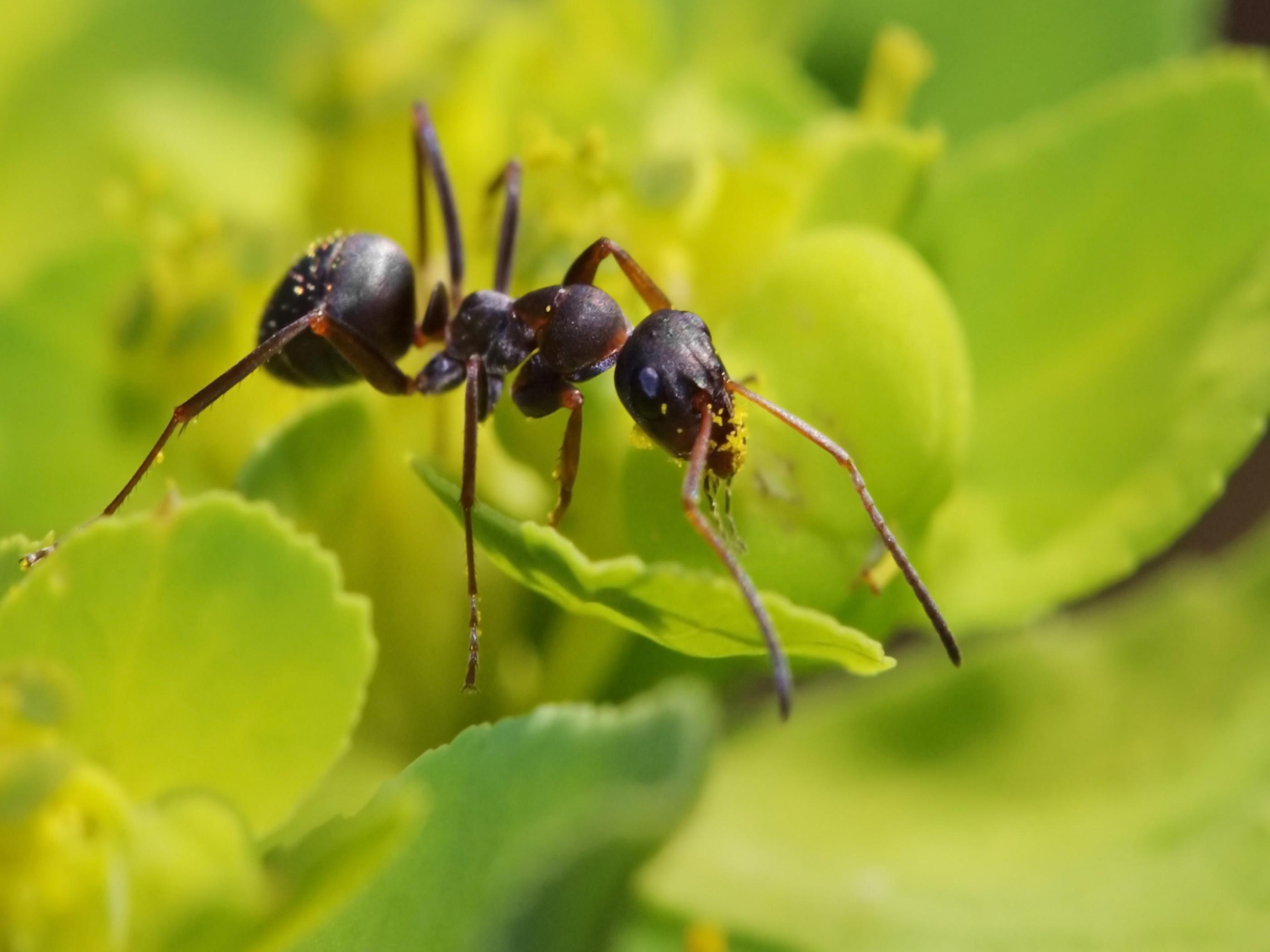 Ameise, Bild, Tiere, Hintergrund, Insekten, 2800x2100 HD Desktop