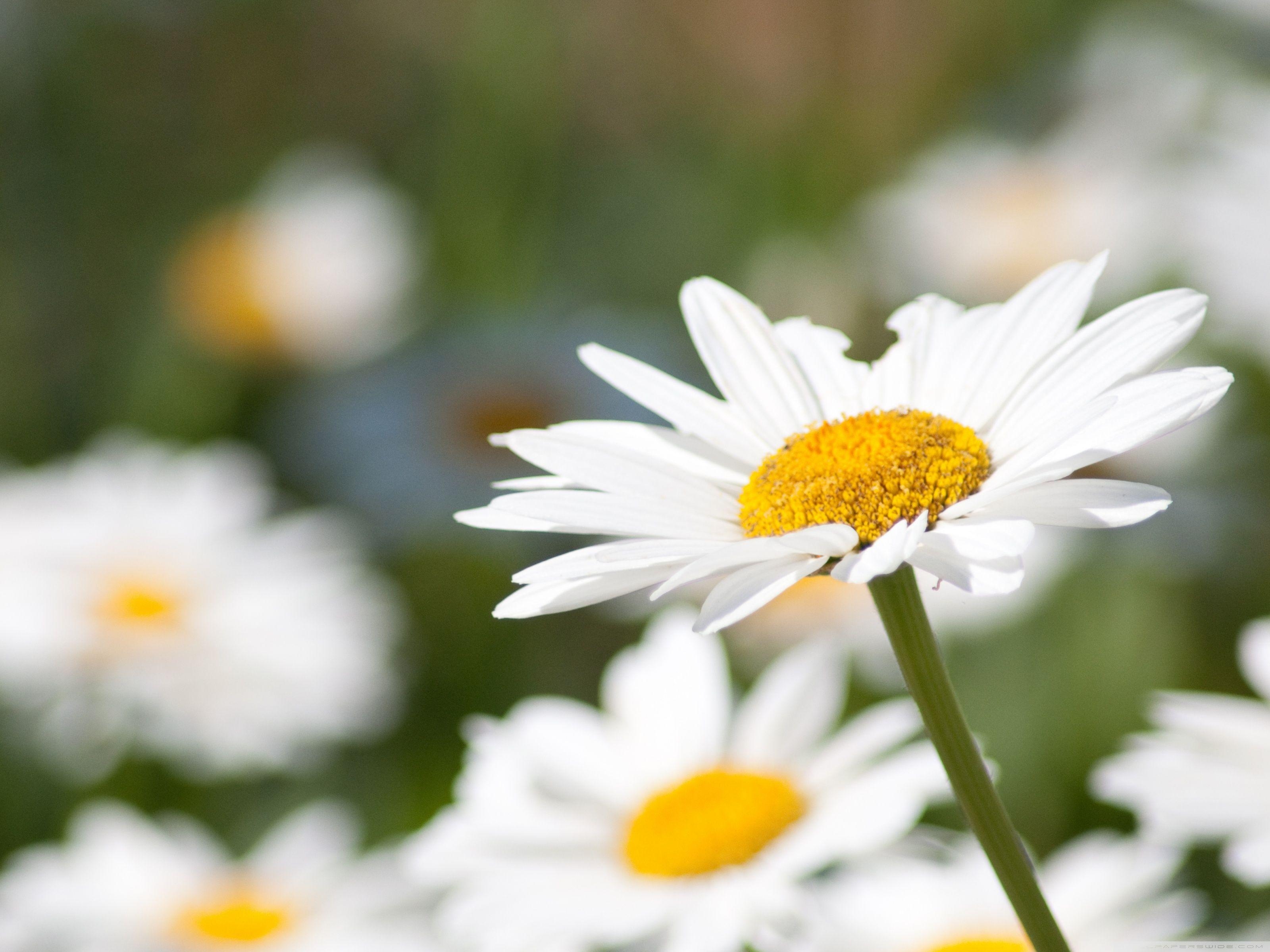 Gänseblümchen, 4K HD, Desktop, Ultra-HD, Natur, 3200x2400 HD Desktop