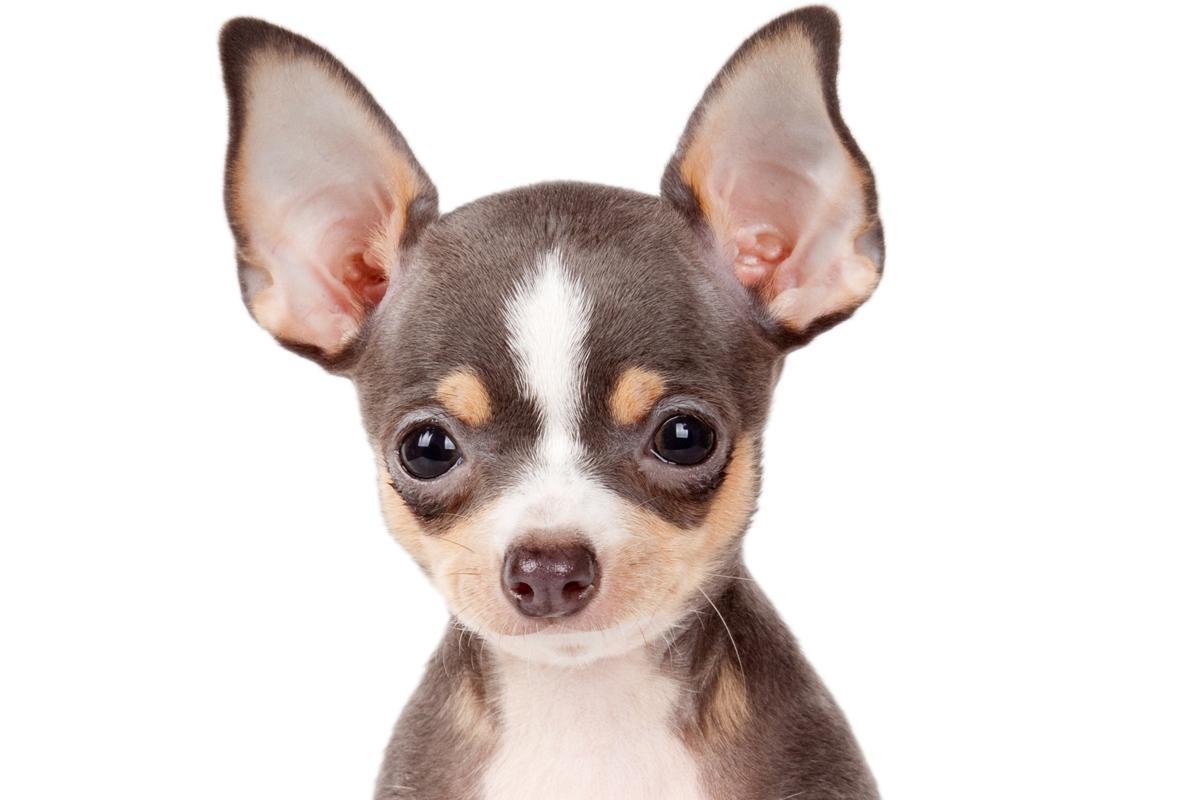 Chihuahua, Hintergrundbild, 6 x 800, Hunde, Cute, 1200x800 HD Desktop