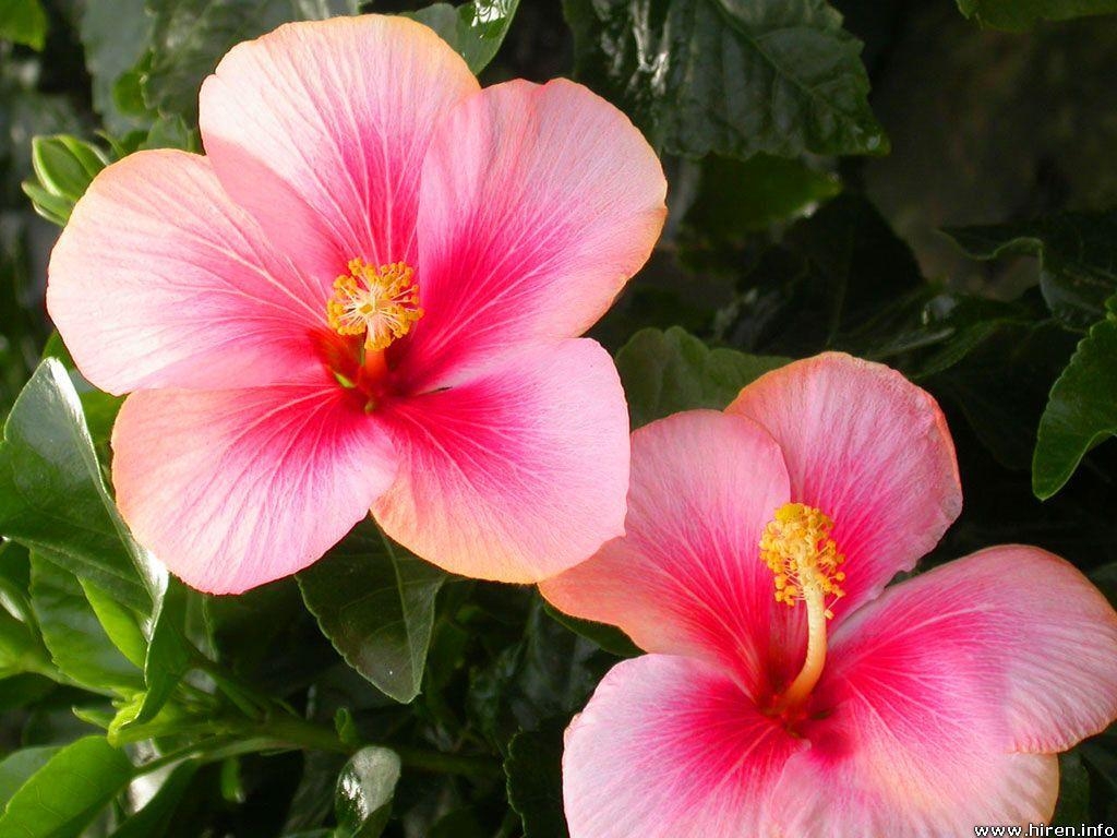 Hibiskusblume, HD, Tropisch, Pflanzenwelt, Farbenpracht, 1030x770 HD Desktop