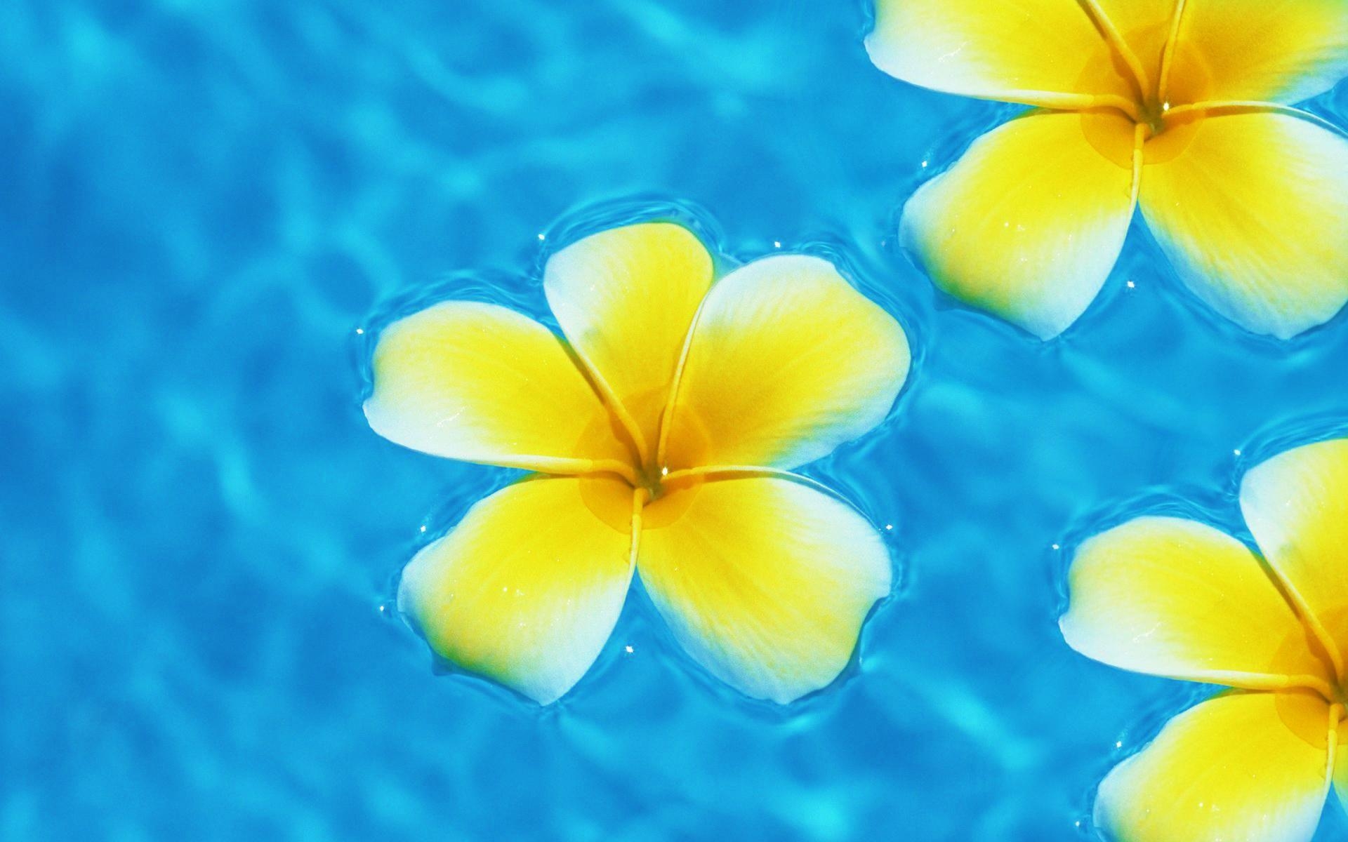 Plumeria, Natur, HD Bild, Blume, Bildschirm, 1920x1200 HD Desktop