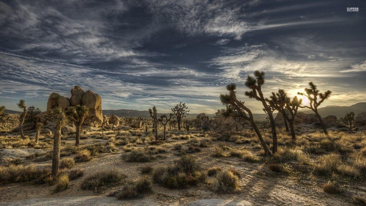 Joshua Tree, Natur, Nationalpark, Parklandschaft, Kalifornien, 1280x720 HD Desktop