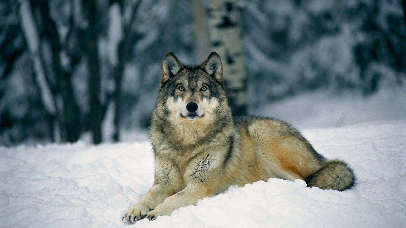 Wolf, Hintergrundbilder, Herunterladen, 570, Tier, 1600x900 HD Desktop