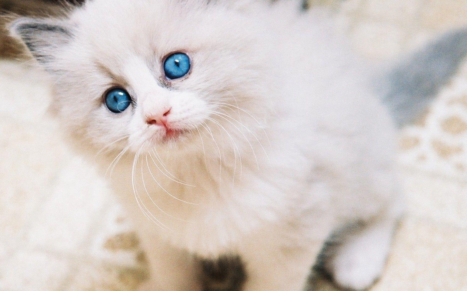 Ragdoll Katze, HD Bild, pelzig, Fotografie, detailliert, 1920x1200 HD Desktop