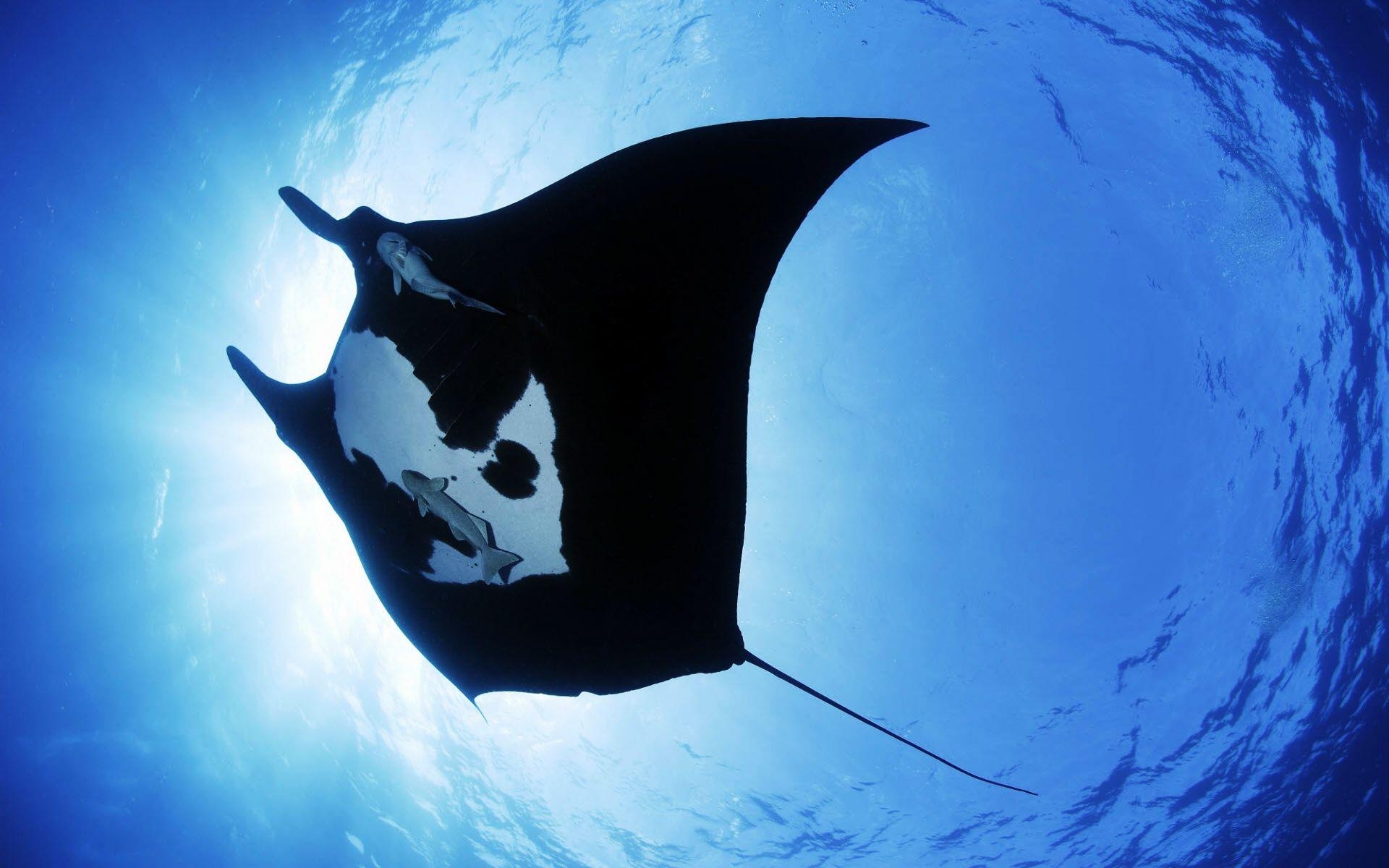 Manta, Meereskreatur, 4K, Tiere, Bild, 1920x1200 HD Desktop