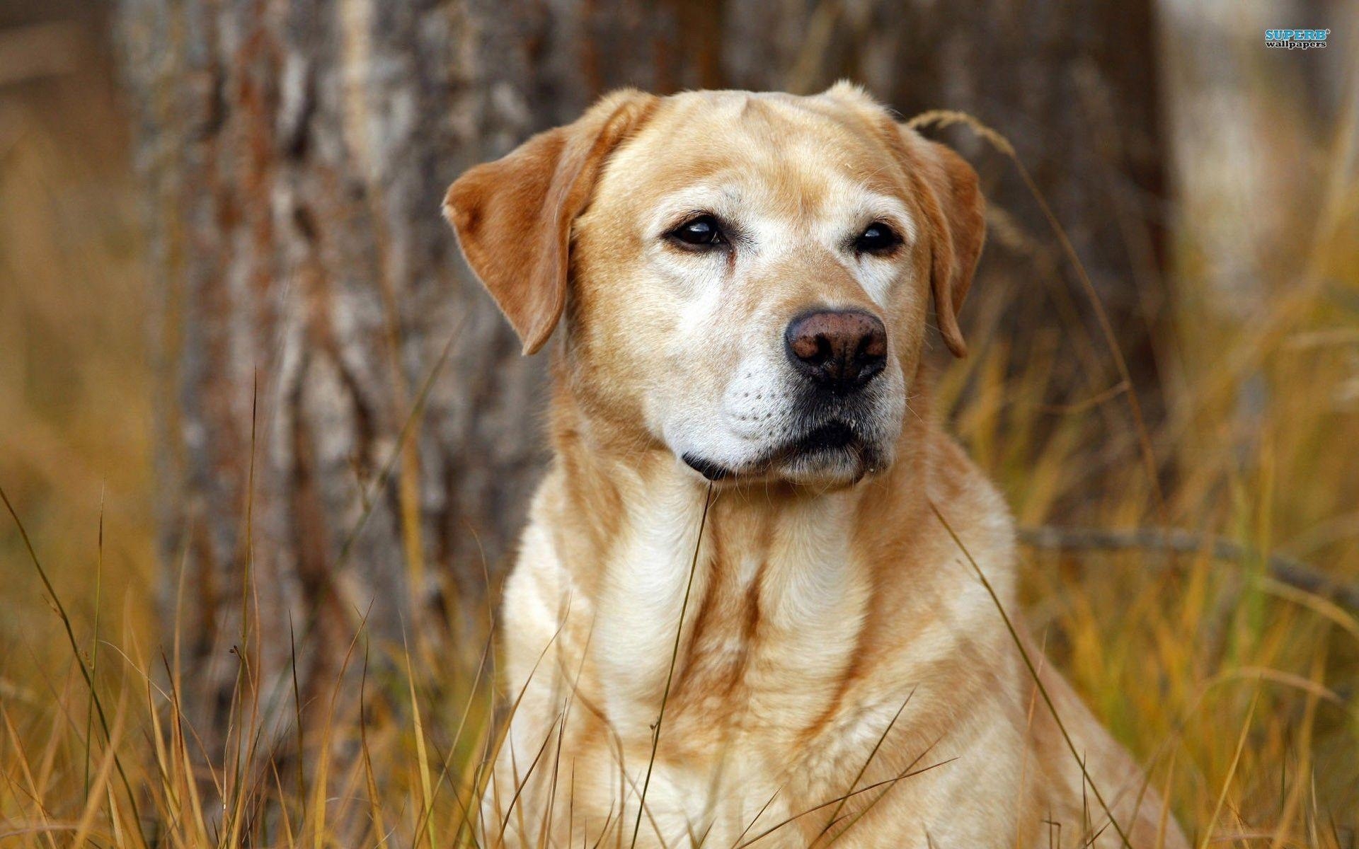 Labrador, Hund, Wallpaper, Tiere, Haustier, 1920x1200 HD Desktop