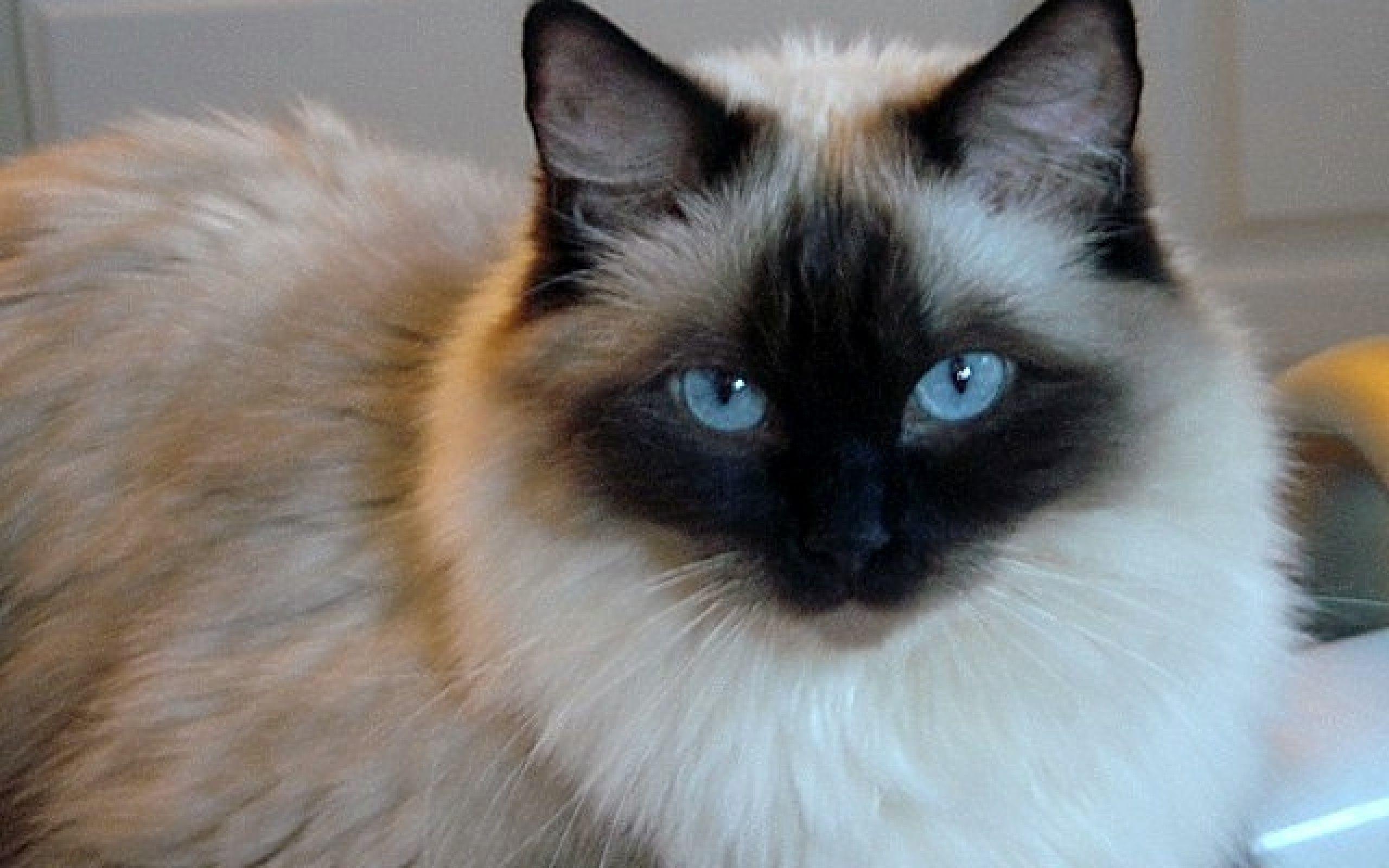 Ragdoll Katze, Größe, Bild, Informationen, Fakten, 2560x1600 HD Desktop