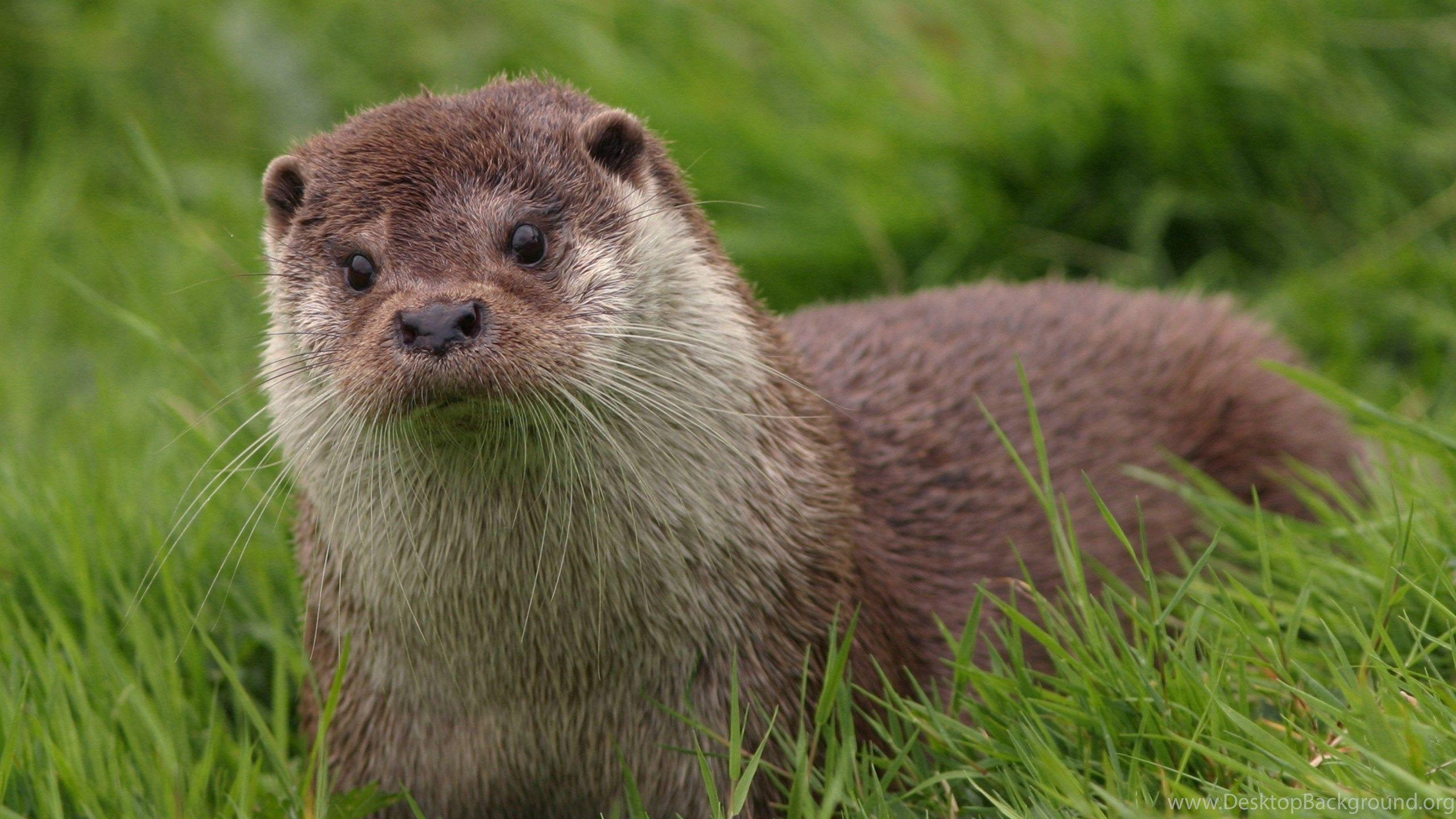 Otter, Desktop, Hintergrund, Wasser, Bild, 2560x1440 HD Desktop