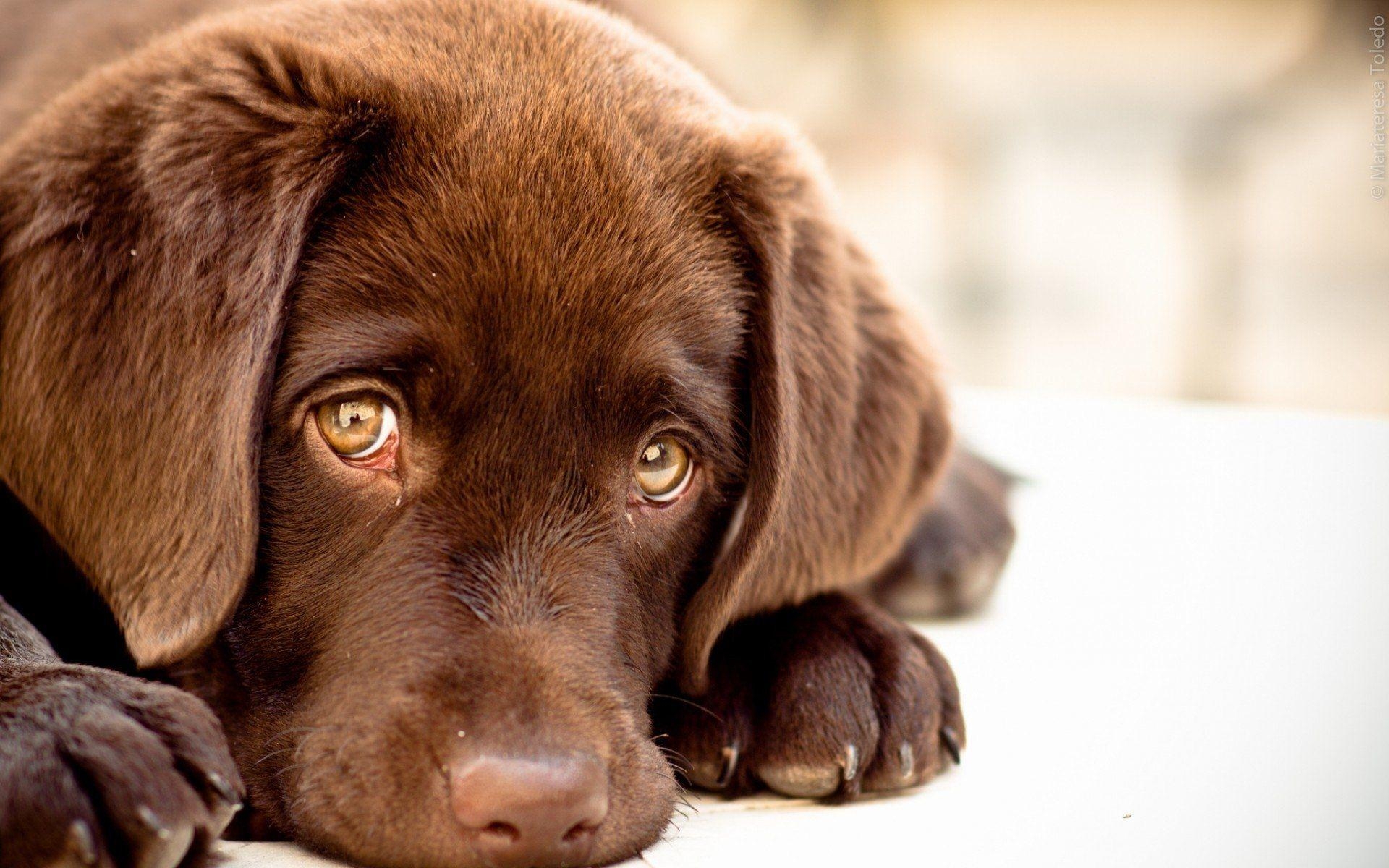 Labrador, HD, Hintergrundbild, Bild, Hund, 1920x1200 HD Desktop