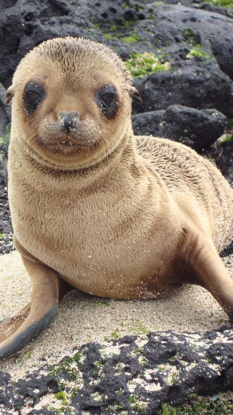 Seelöwe, Galapagos, Natur, Download, Tierwelt, 940x1670 HD Handy