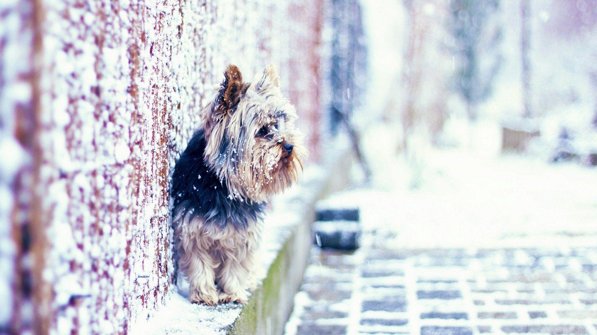 Natur, Tiere, Yorkshire Terrier, Hunde, Welpen, 1920x1080 Full HD Desktop