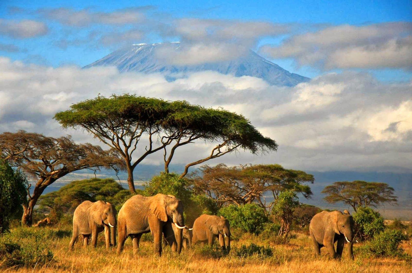 Tansania, Reisen, Safari, Natur, Afrika, 1600x1070 HD Desktop