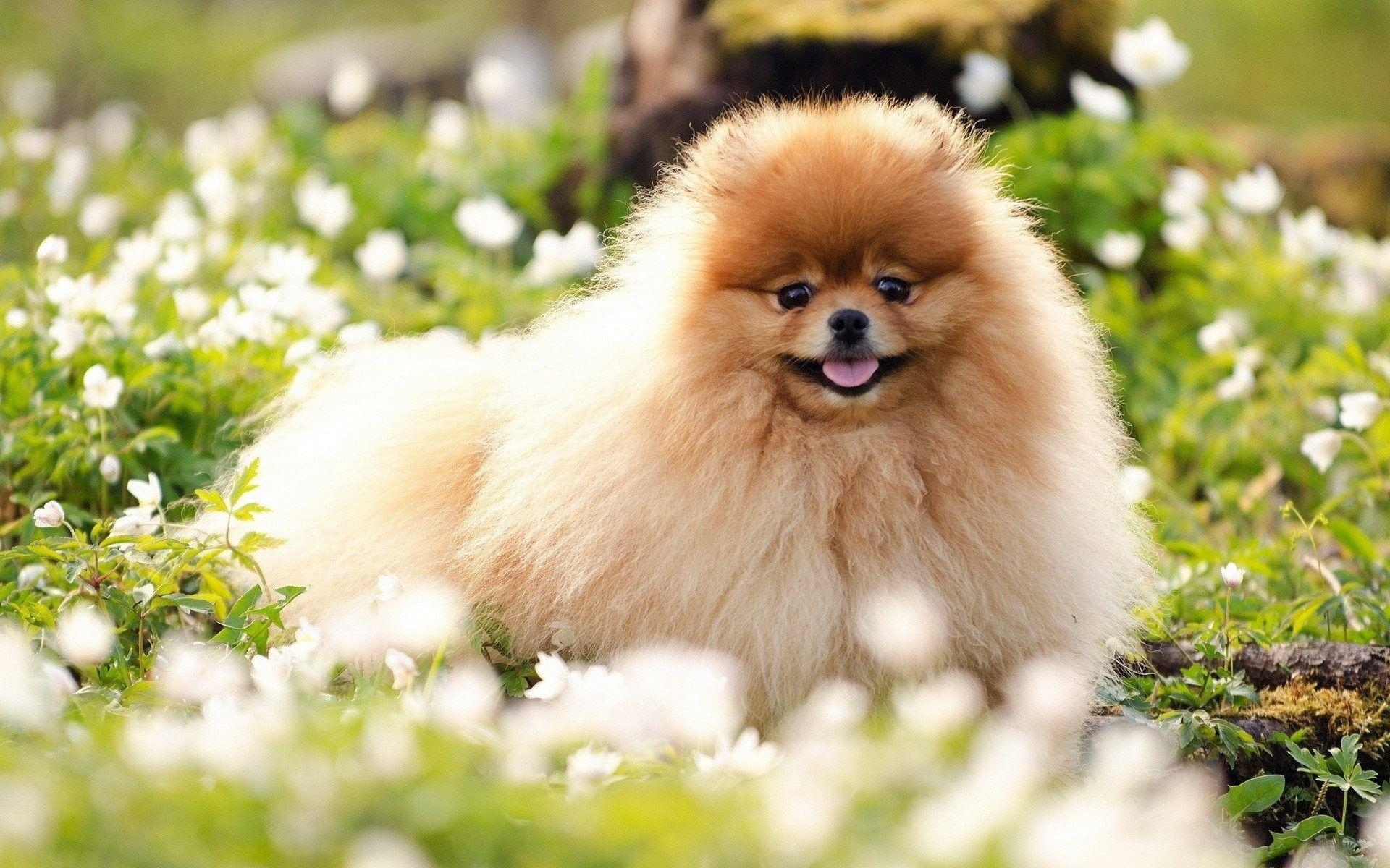 Pomeranian, Tier, Hintergrundbild, Hund, HD, 1920x1200 HD Desktop