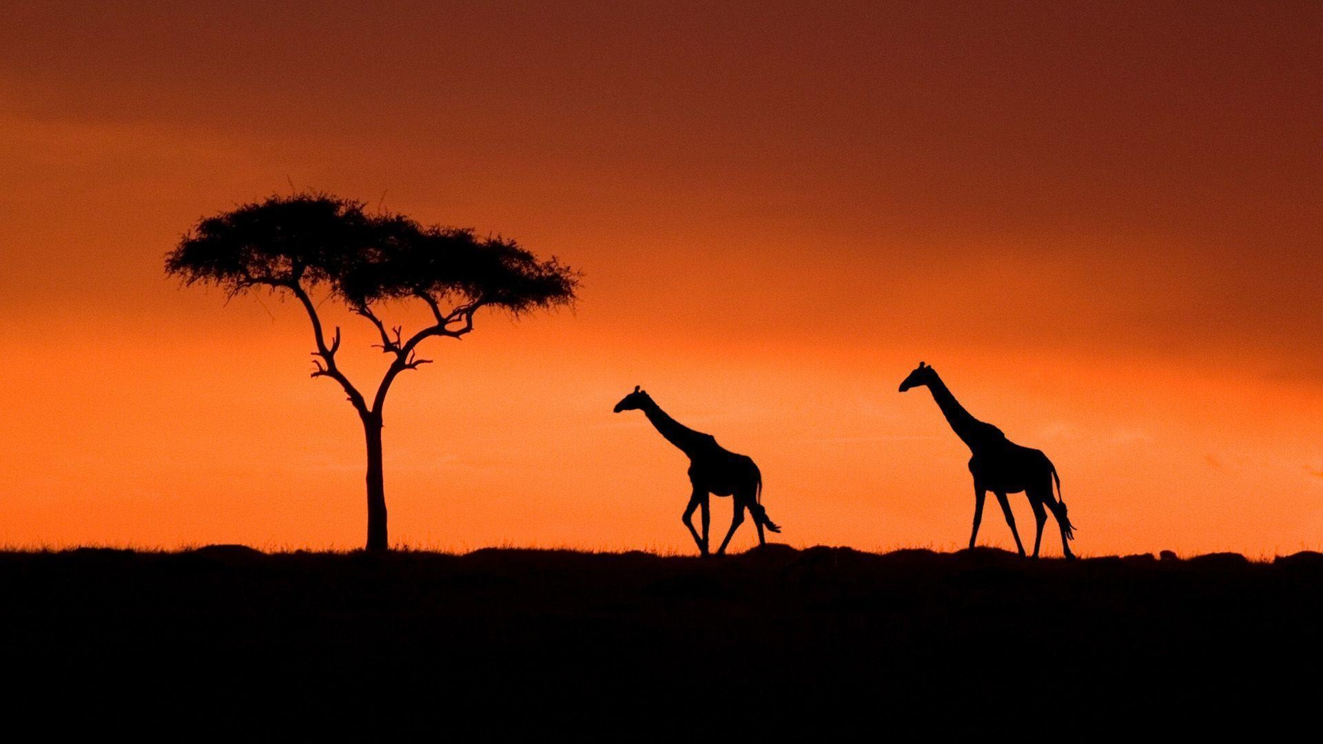 Kenia, Safari, Afrika, Wildernis, Hintergrund, 1920x1080 Full HD Desktop