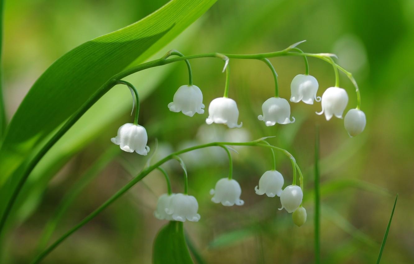 Maiglöckchen, Makroaufnahme, Frühling, Desktop Bild, Blumen, 1340x850 HD Desktop