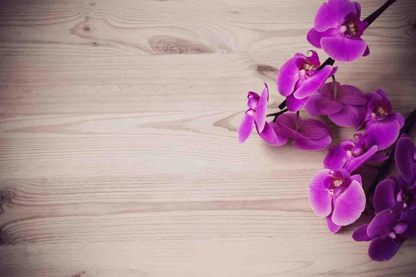 Orchidee, Hintergrund, HD, Blumenbild, Natur, 1350x900 HD Desktop