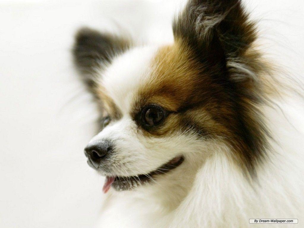 Papillon Welpe, Hund, Tier, Spielzeughund, Hintergrund, 1030x770 HD Desktop