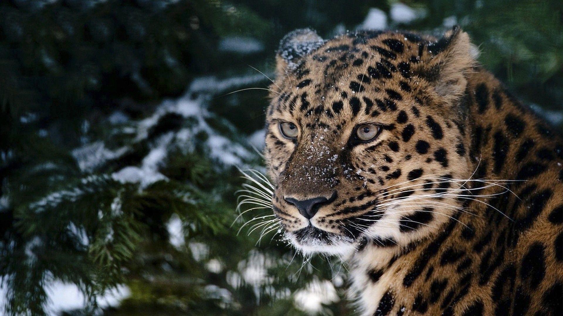 Schnee Leopard HD Hintergründe Bild, 1920x1080 Full HD Desktop