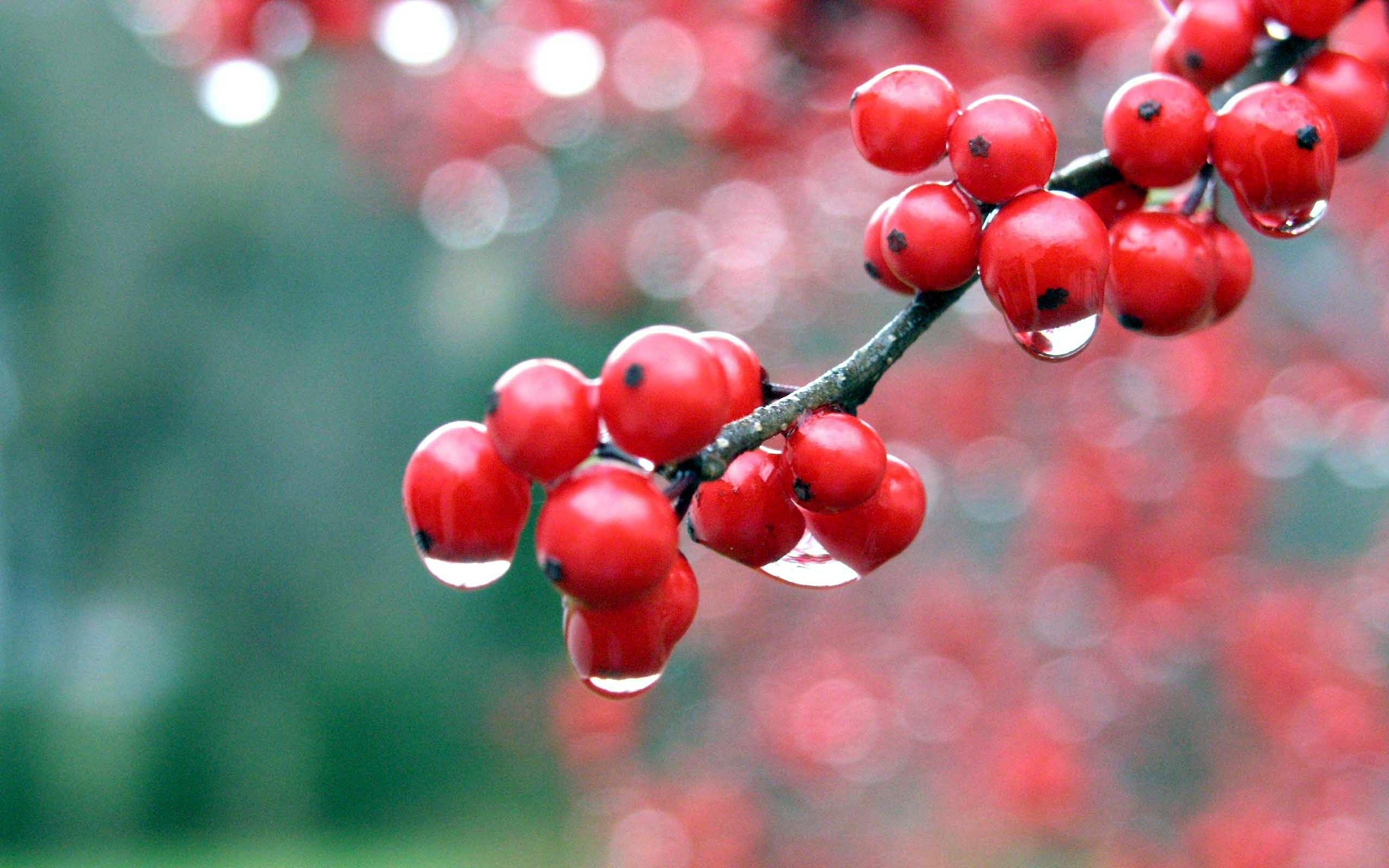 Rote Beeren, Wallpaper, Foto, rot, Hintergrund, 2560x1600 HD Desktop