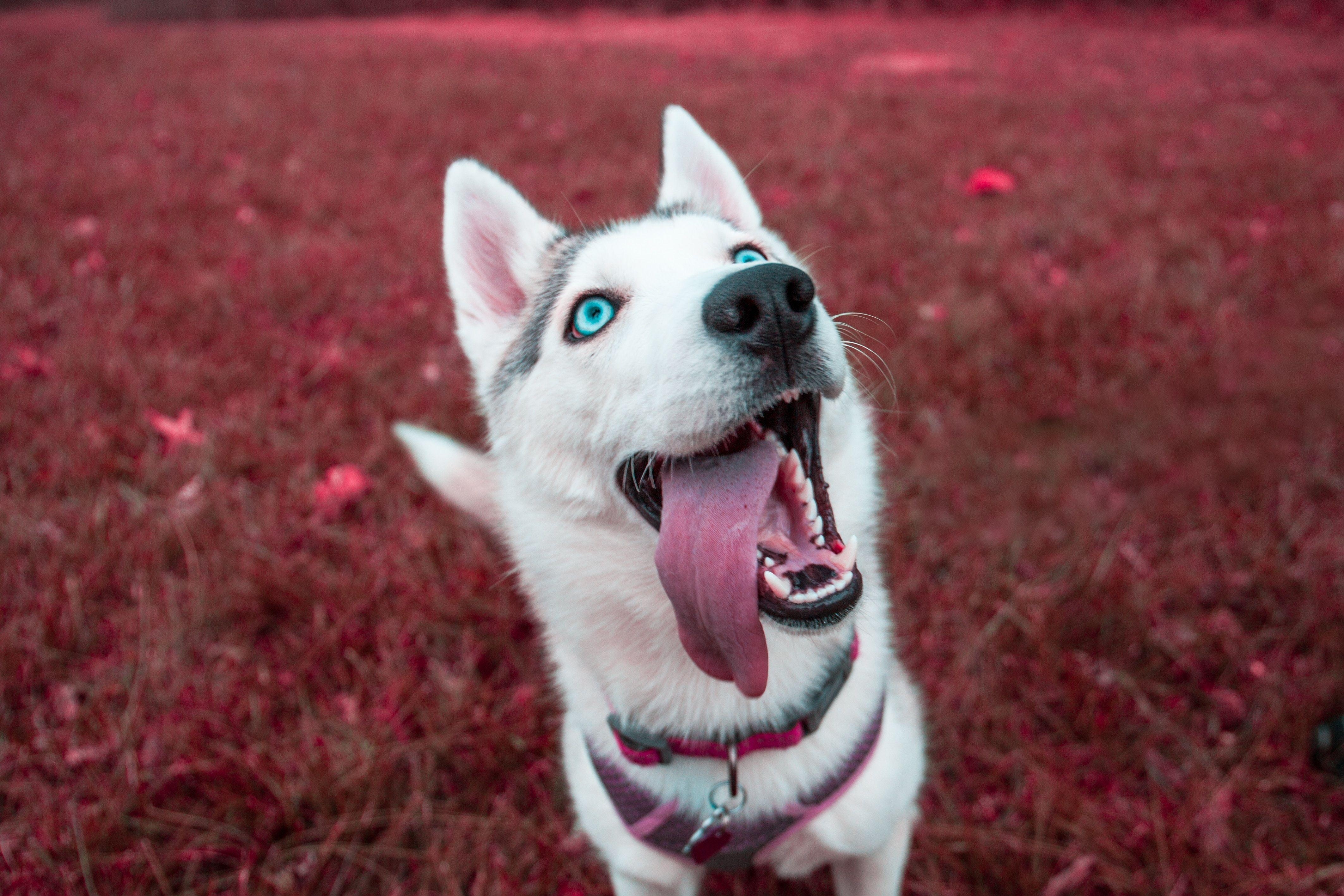 Sibirischer Husky, 4K, Tiere, Hund, Bild, 4260x2840 4K Desktop