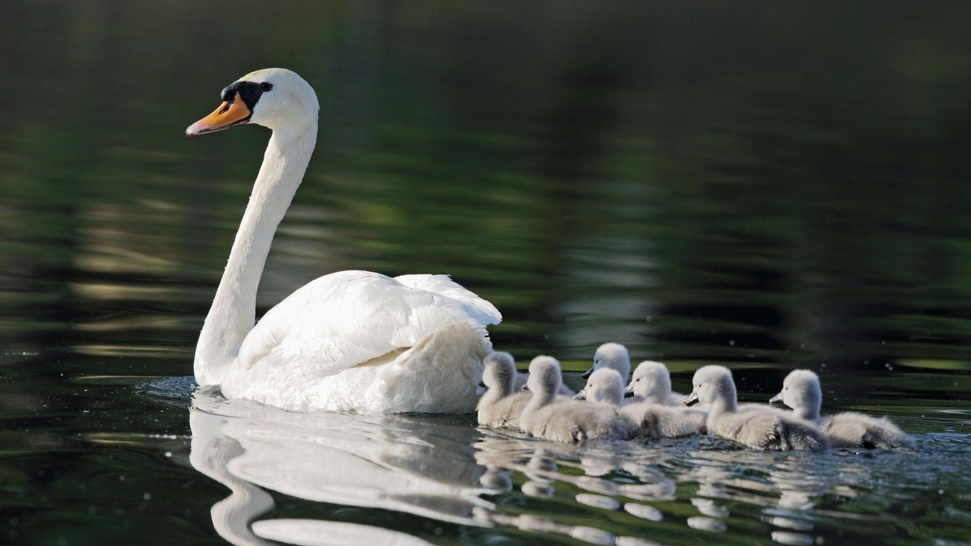 Babytapete, 1080p, Tierhintergrund, Tiere, 1920x1080 Full HD Desktop