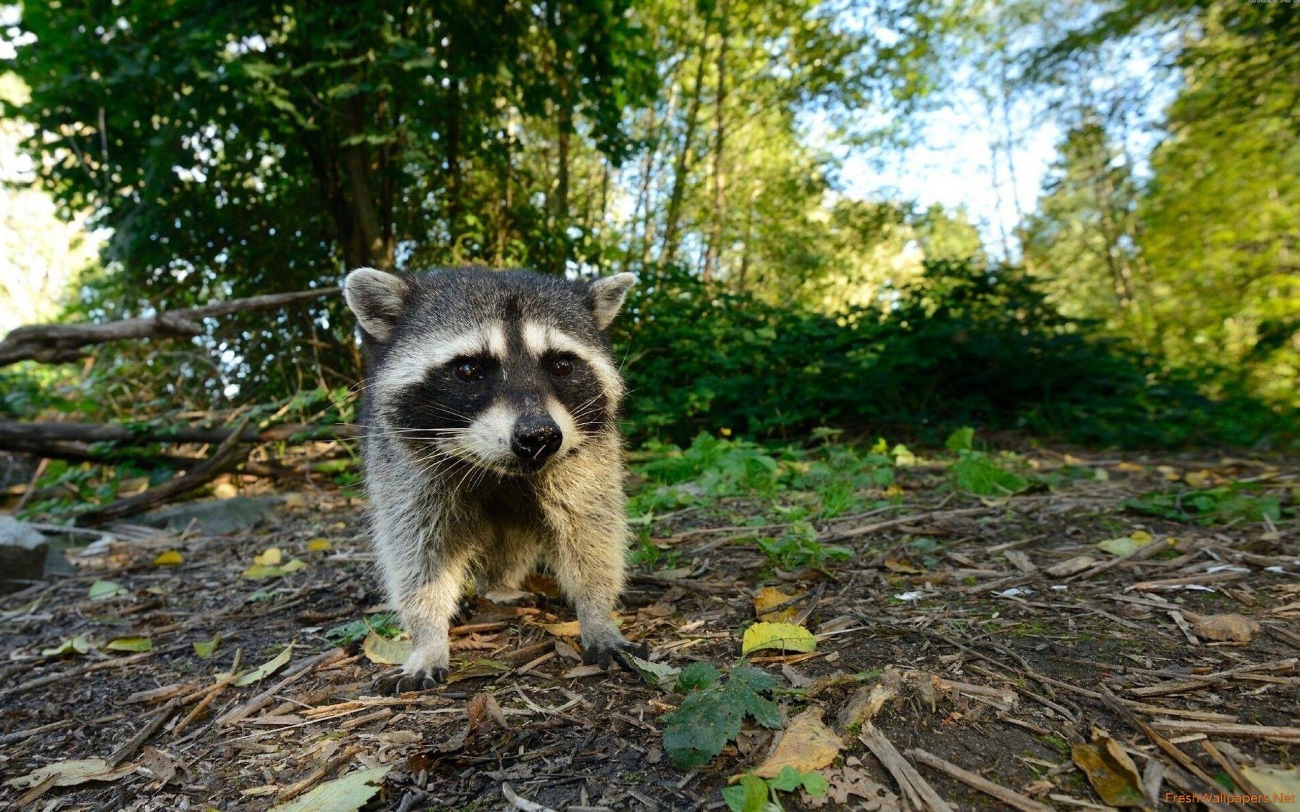 Waschbär, Hintergrundbild, Tiere, Wald, Natur, 2560x1600 HD Desktop