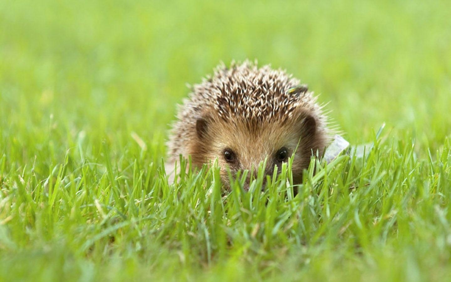 Igel, Hintergrund, Bild, Kostenlos, Foto, 1440x900 HD Desktop