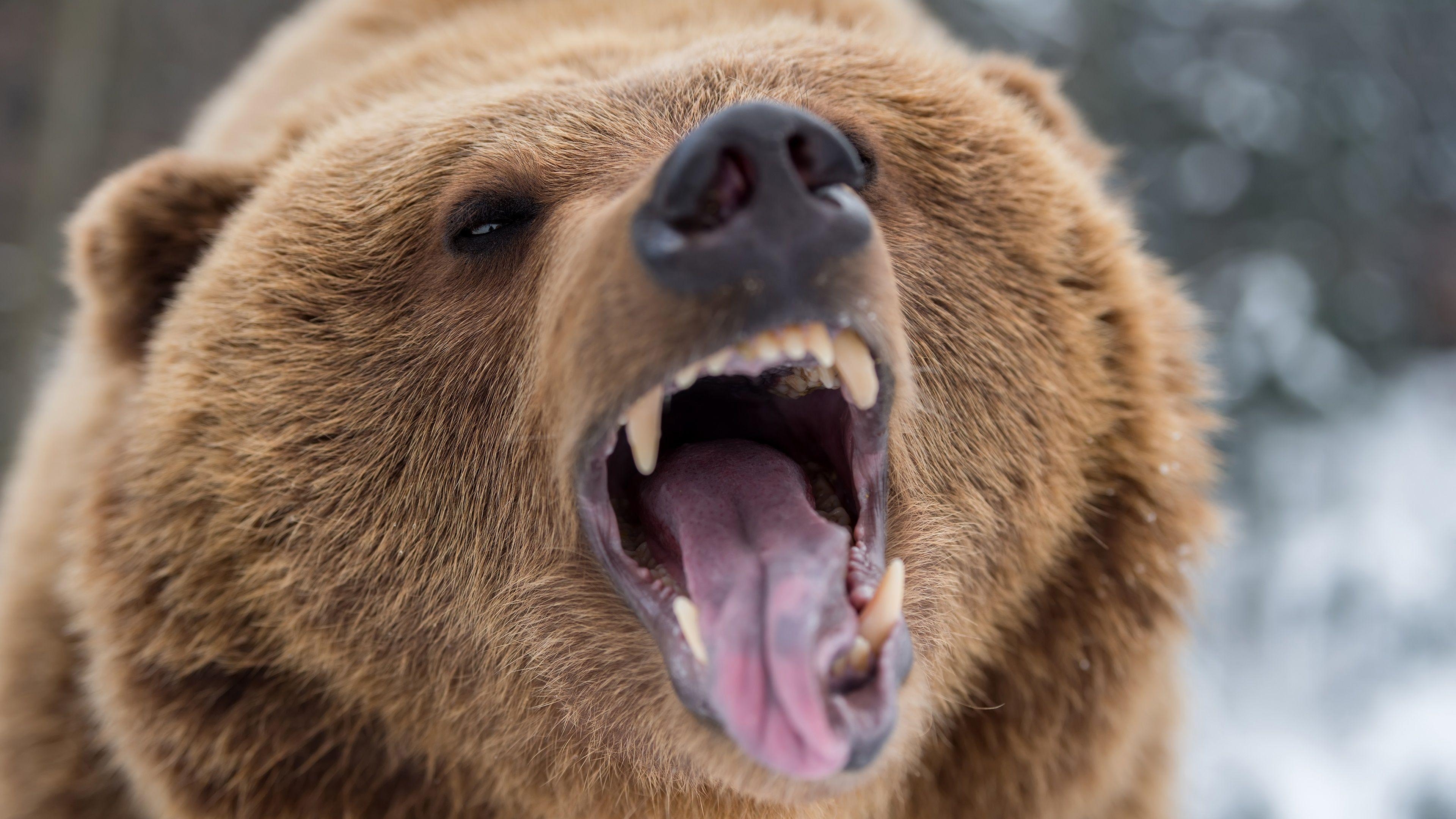 Brüllender Grizzly, 4K, HD, Tierwelt, Hintergrund, 3840x2160 4K Desktop