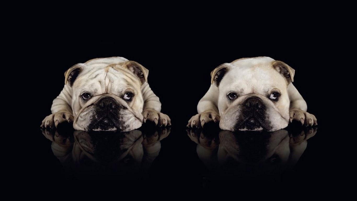 Amerikanische Bulldogge, Tier, Hund, HD, Hintergrundbild, 1370x770 HD Desktop