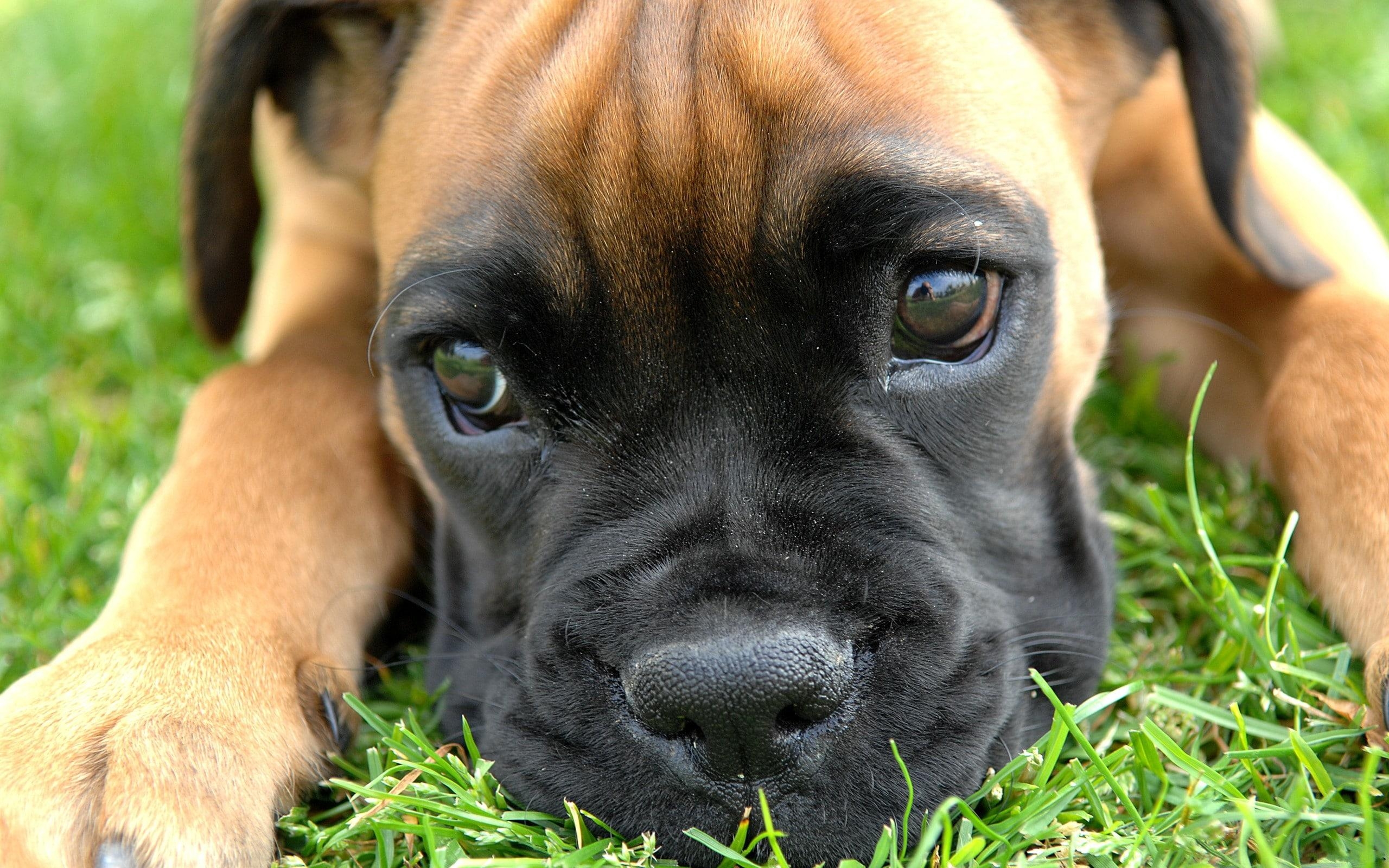 Bullmastiff, 1080p, 2K, 4K, HD, 2560x1600 HD Desktop