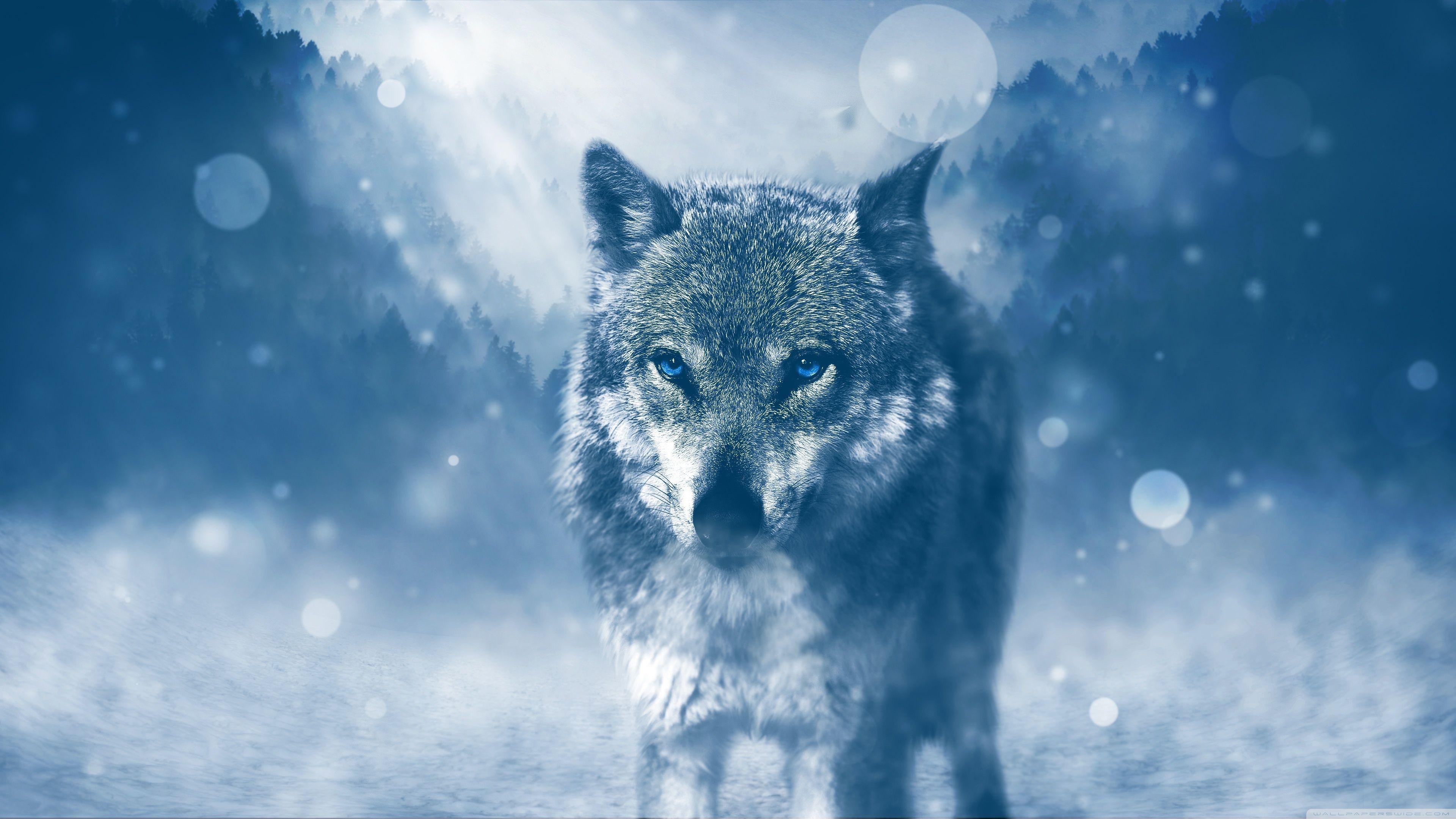 Winterwolf, 4K, Desktop, Natur, Schönheit, 3840x2160 4K Desktop