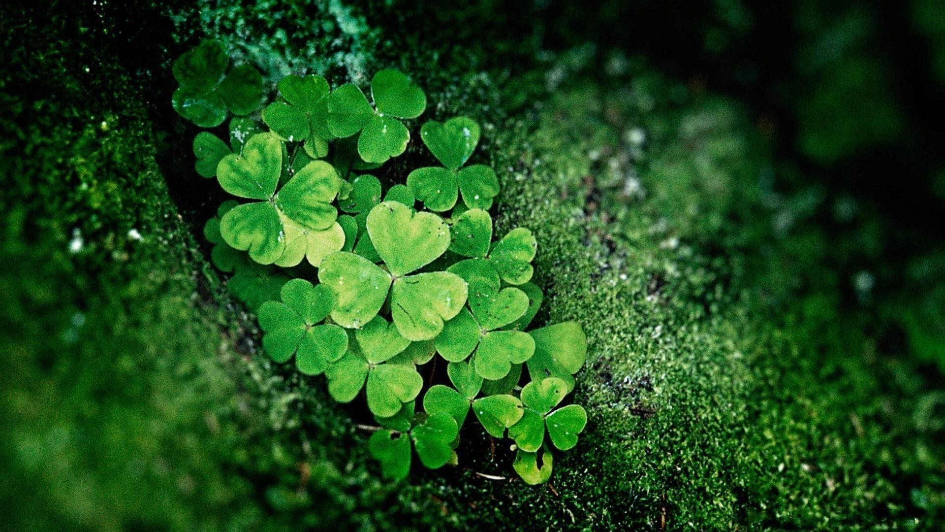 Irischer Shamrock, Wallpaper, Klee, Glückssymbol, Tradition, 1920x1080 Full HD Desktop