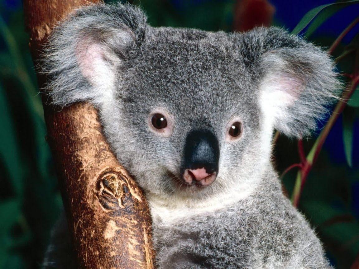 Koala, HD, Tier, Australien, Hintergrund, 1160x870 HD Desktop